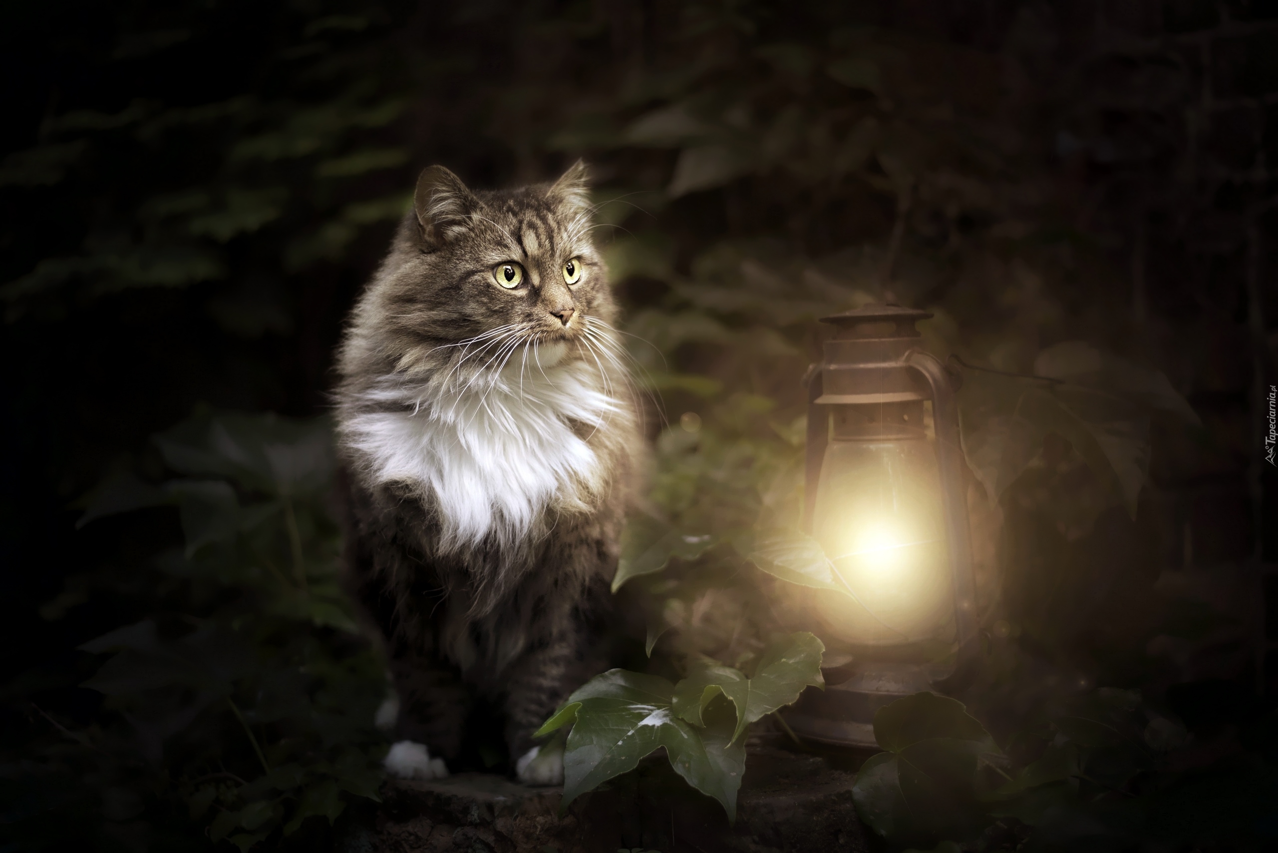 Kot, Lampa naftowa, Liście