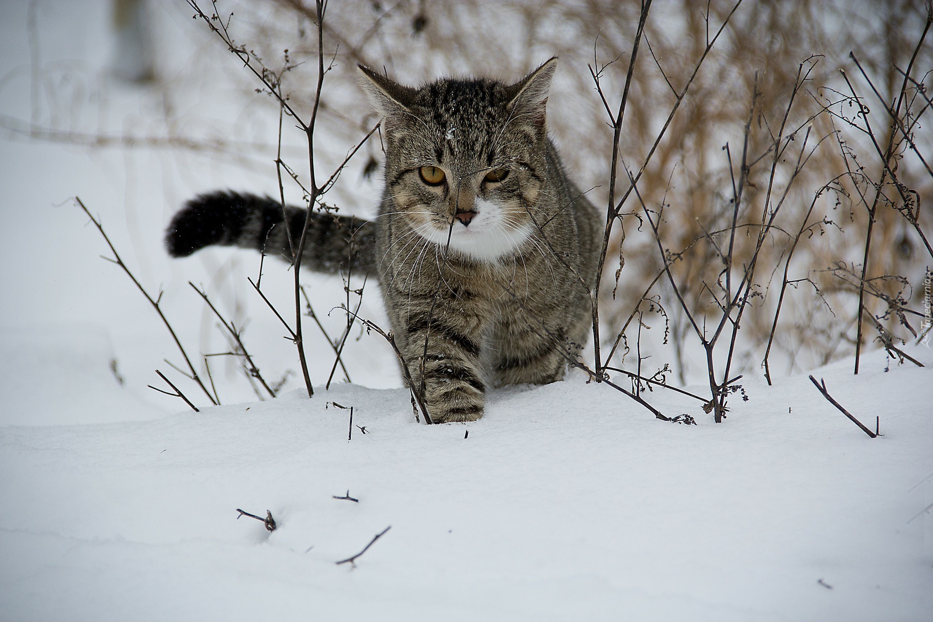 Kot, Śnieg, Trawy