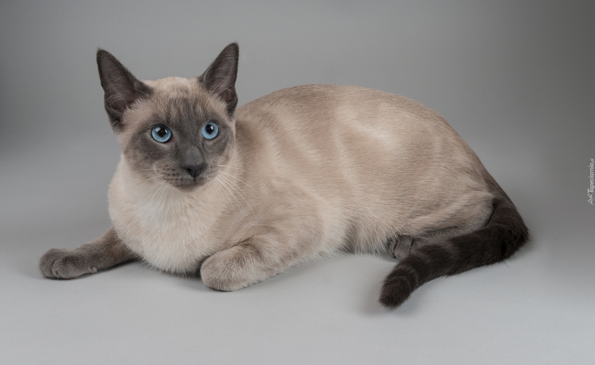 Kot tajski, Oczy, Niebieskie