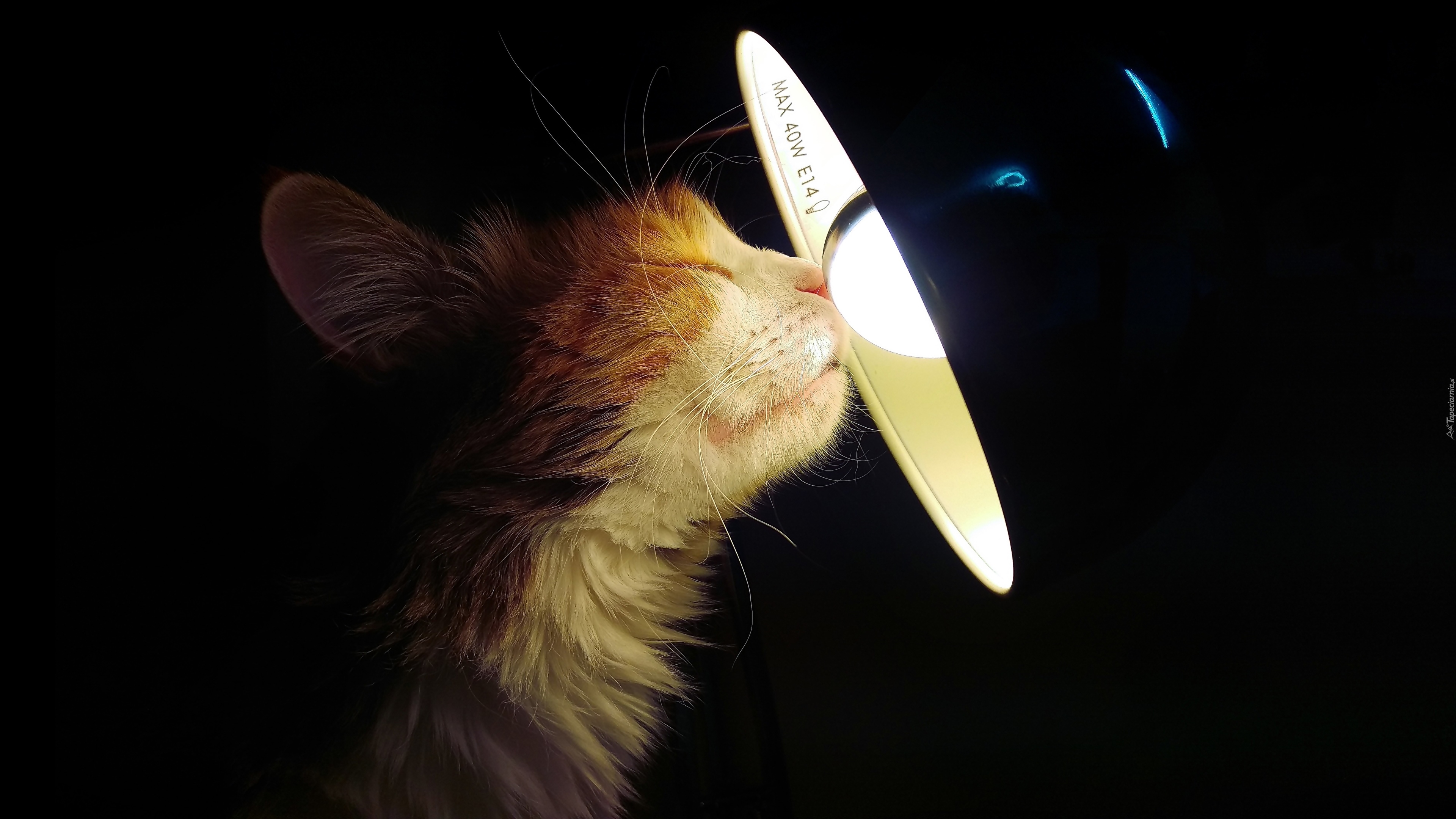 Kot, Lampa, Żarówka