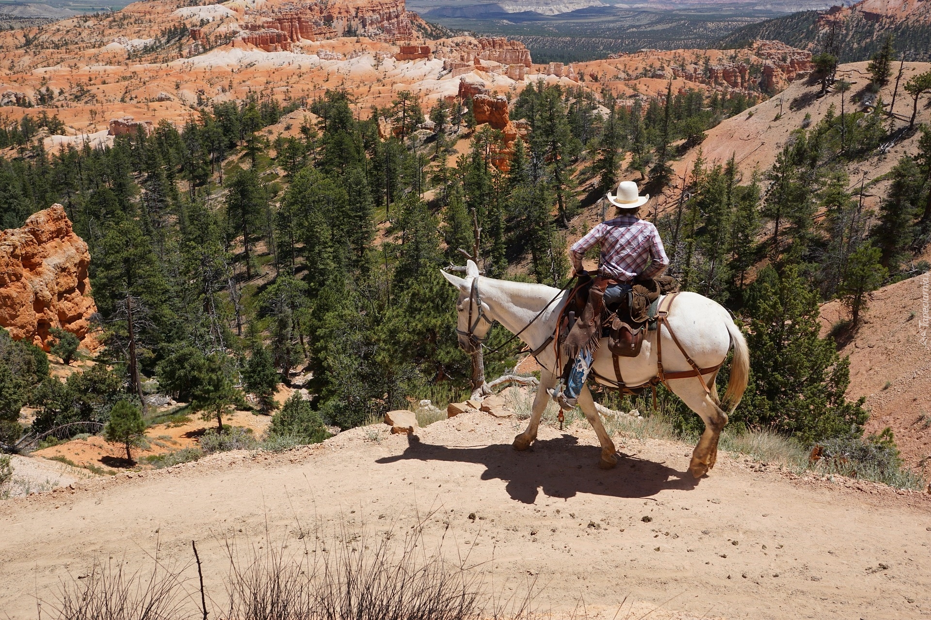 Koń, Kowboj, Kanion, Park Narodowy Bryce Canyon, Stan Utah, Stany Zjednoczone