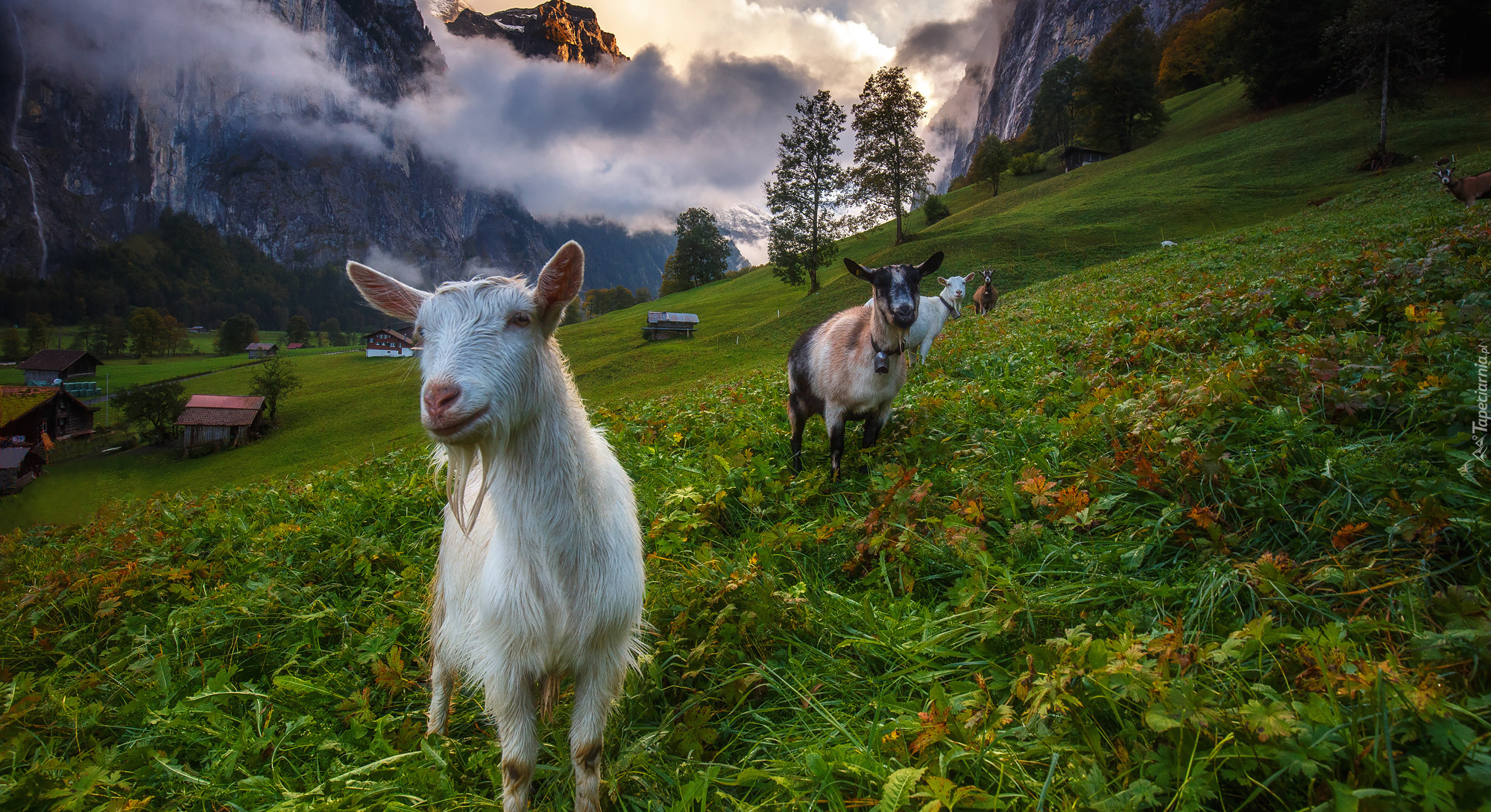 Szwajcaria, Alpy Berneńskie, Dolina Lauterbrunnen, Kozy