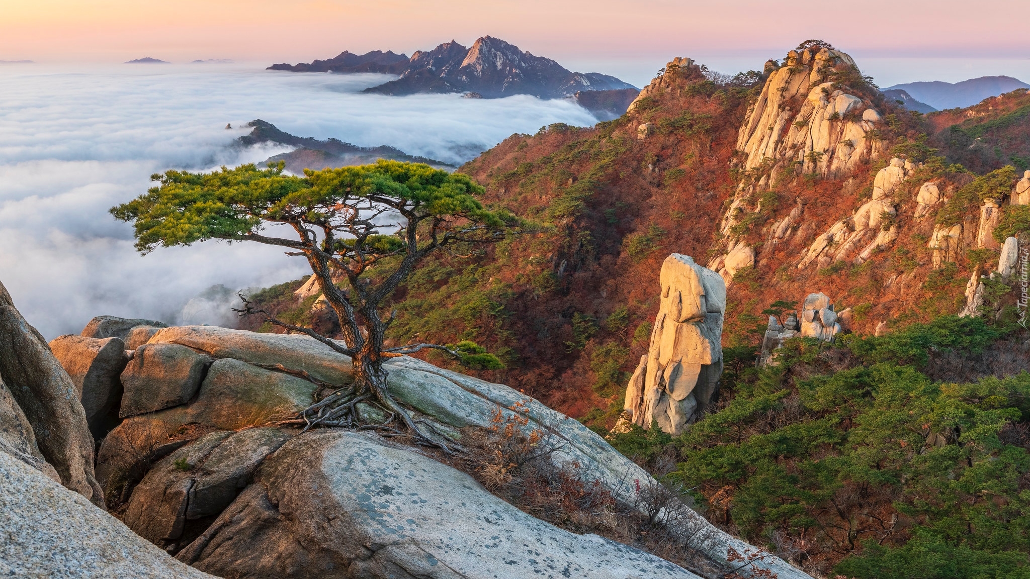 Góry, Mgła, Skały, Sosna, Góra Dobongsan, Park Narodowy Bukhansan, Prowincja Gyeonggi, Korea Południowa