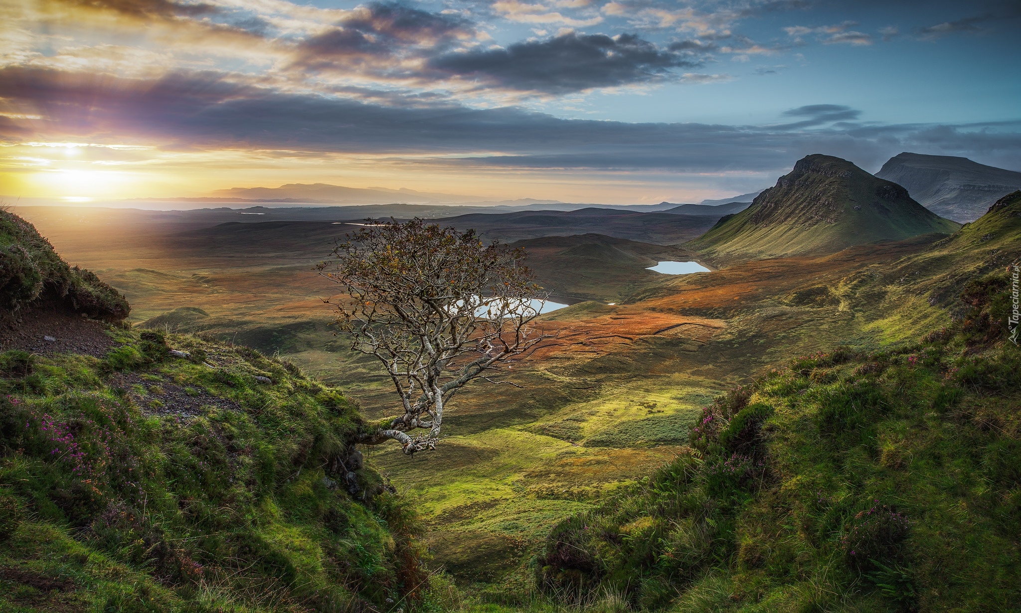 Szkocja, Quiraing, Wzgórza, Drzewo, Wschód słońca