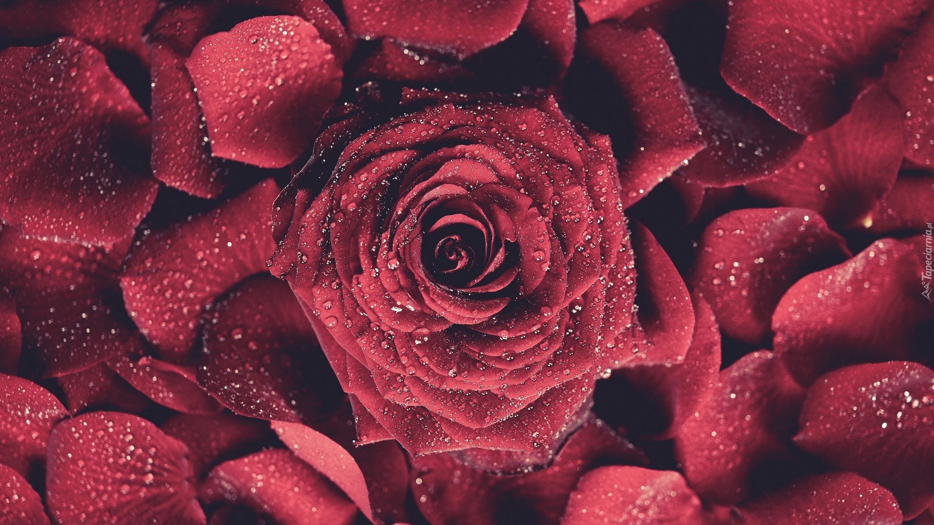 Czerwona, Róża, Płatki, Krople