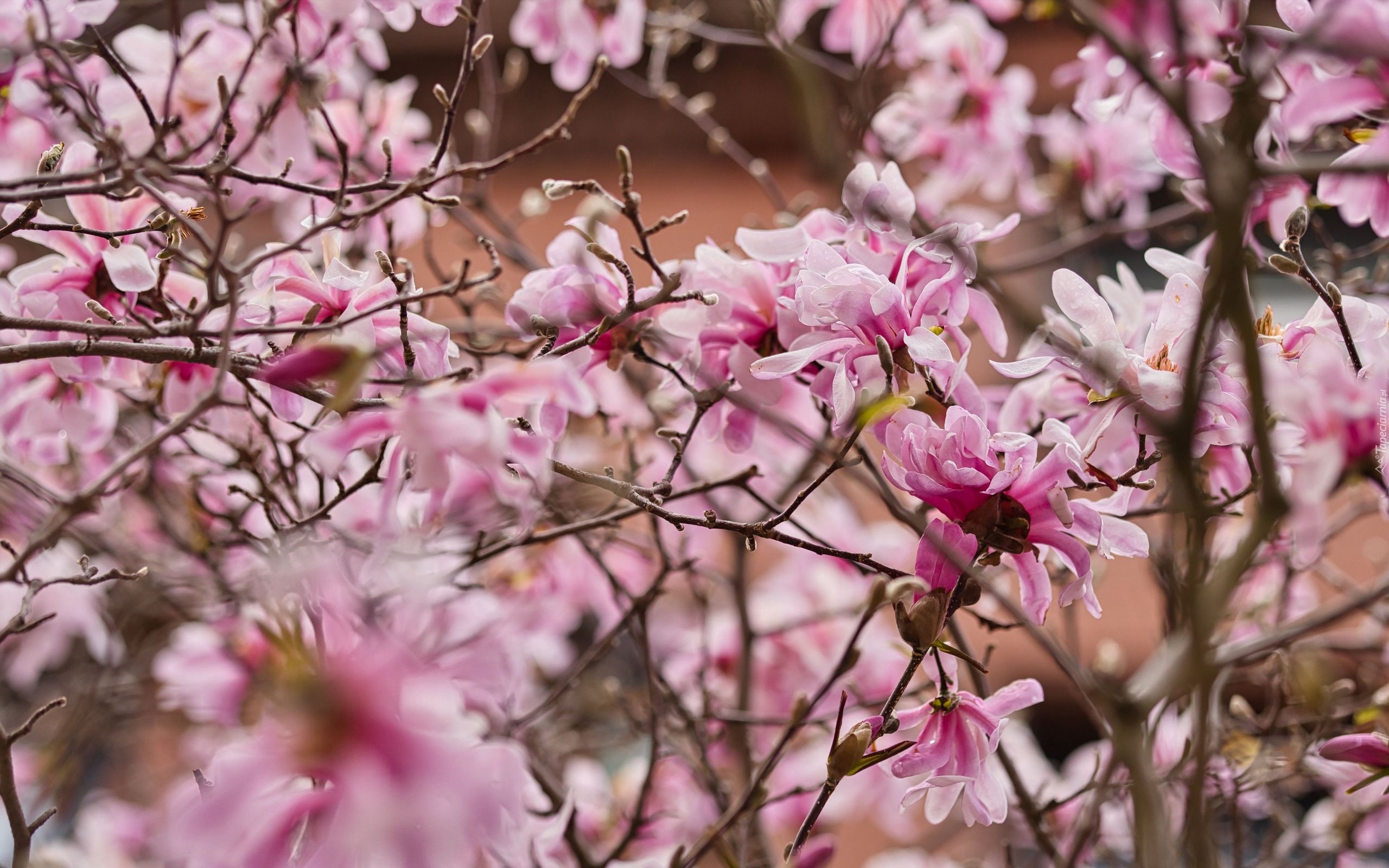 Magnolia, Kwiaty, Płatki, Gałęzie
