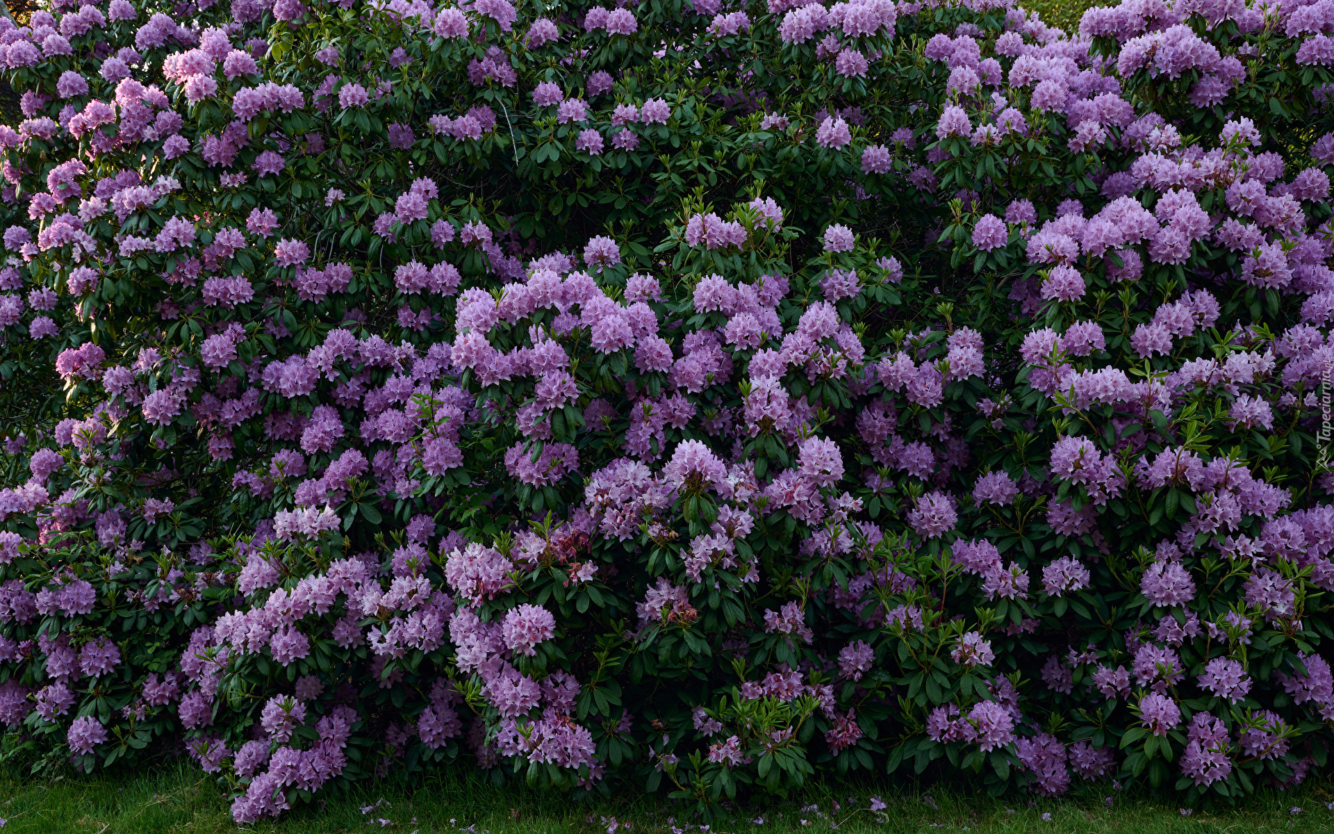 Krzew, Kwiaty, Różanecznik, Fioletowy, Rododendron
