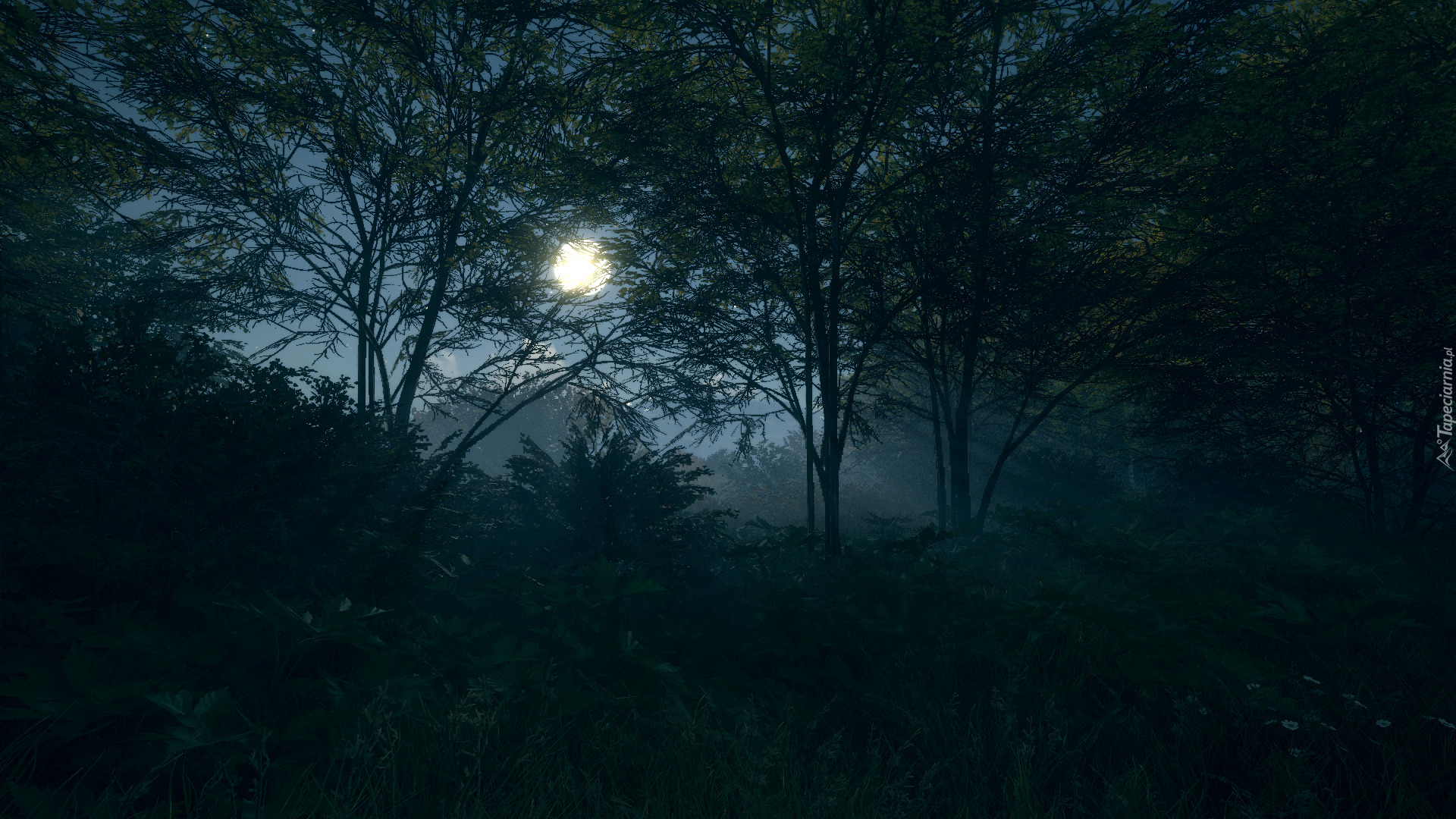 The Hunter Call of the Wild, Księżyc, Drzewa, Noc, Zarośla Gry, PC, XBOX, PS4