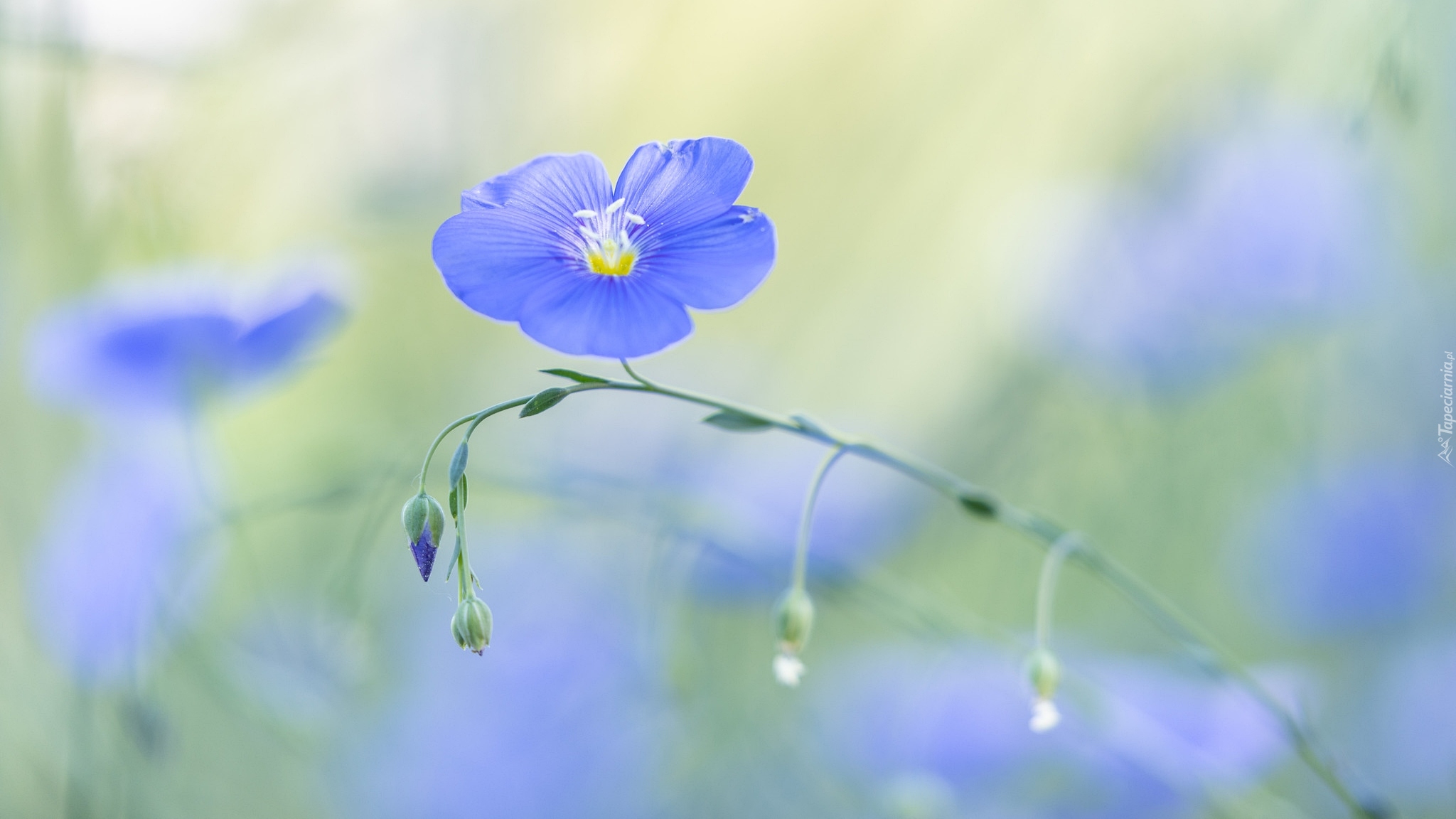 Niebieski, Kwiat, Len, Zbliżenie