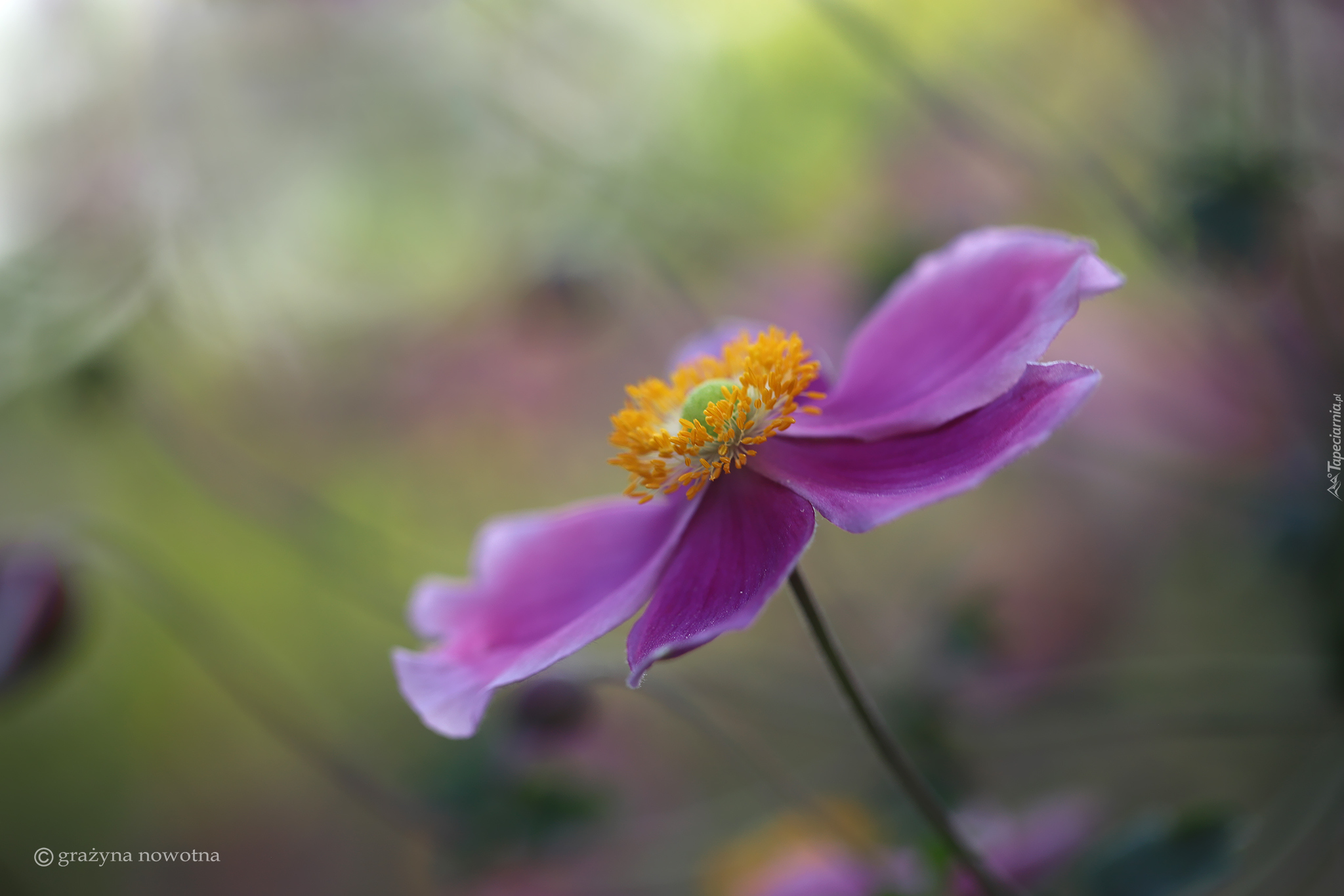 Zawilec japoński, Liliowy, Kwiat