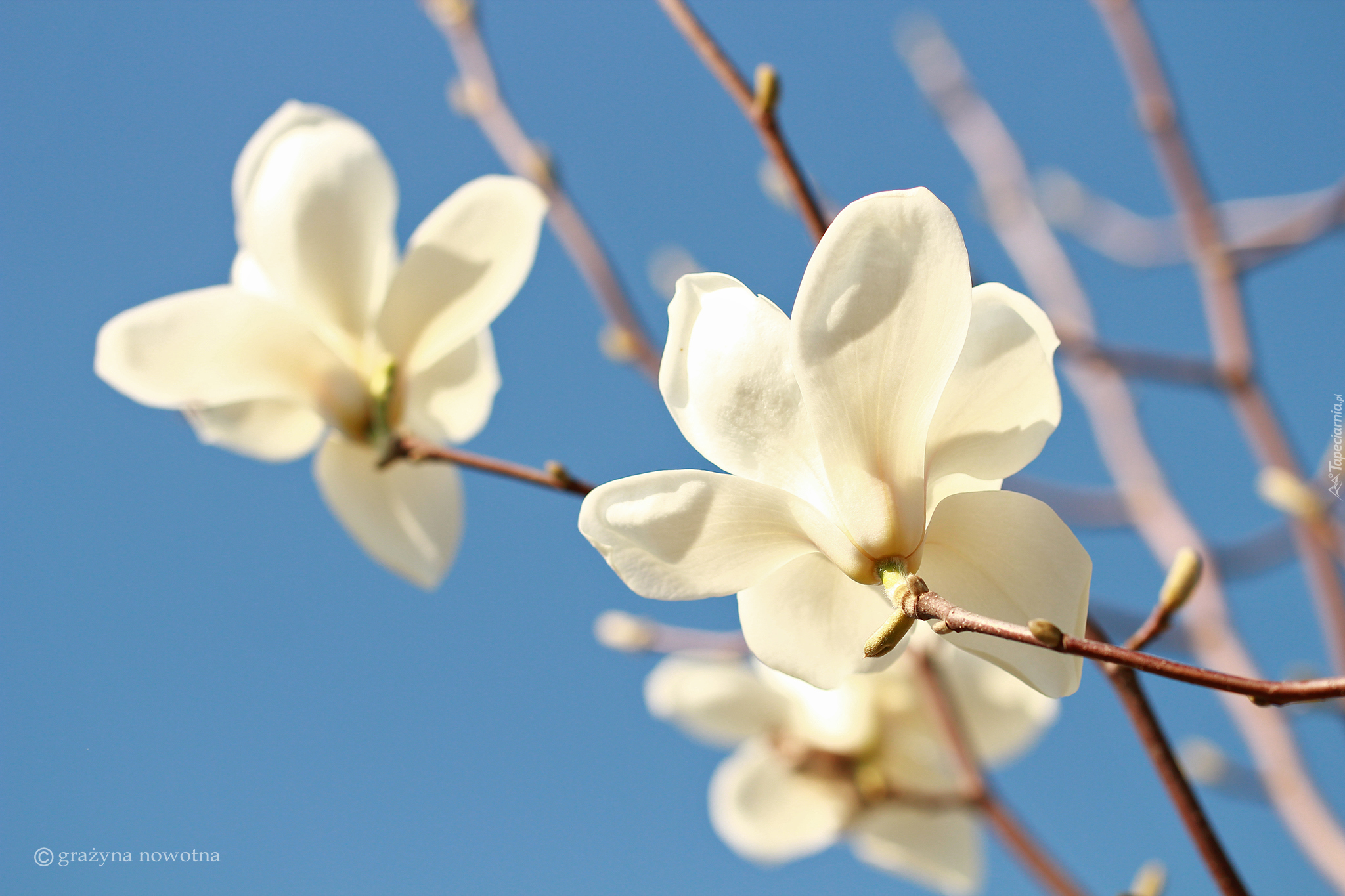 Kwiaty, Biała, Magnolia
