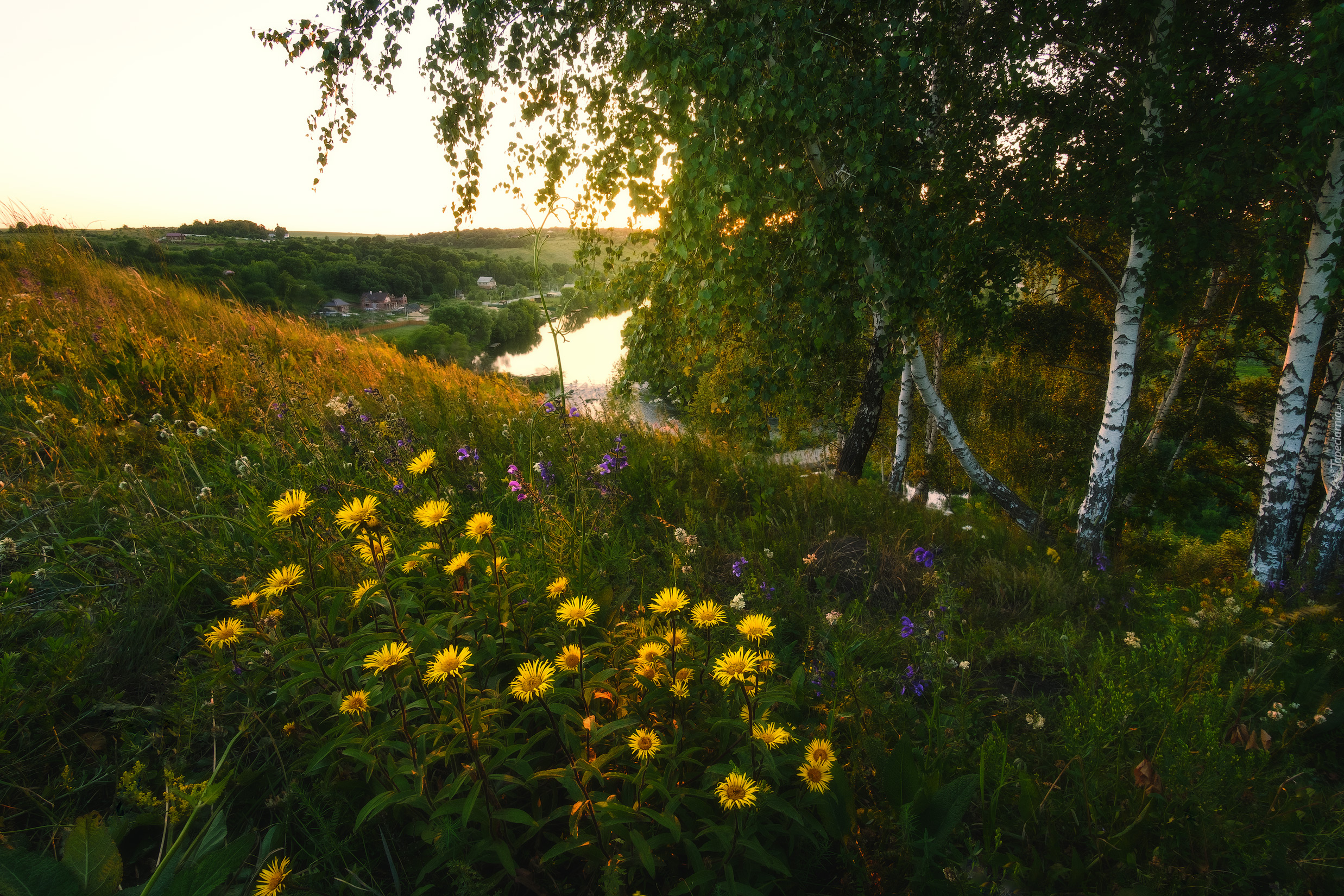 Lato, Żółte, Kwiaty, Drzewa, Brzozy, Wzgórze, Rzeka Krasivaya Mecha, Obwód tulski, Rosja