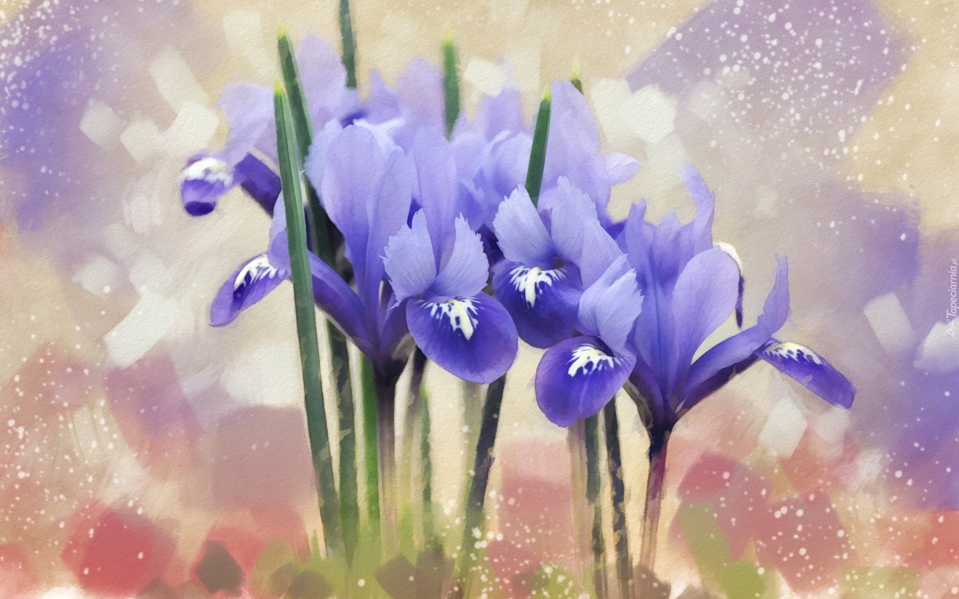 Obraz, Kwiaty, Niebieskie, Irysy