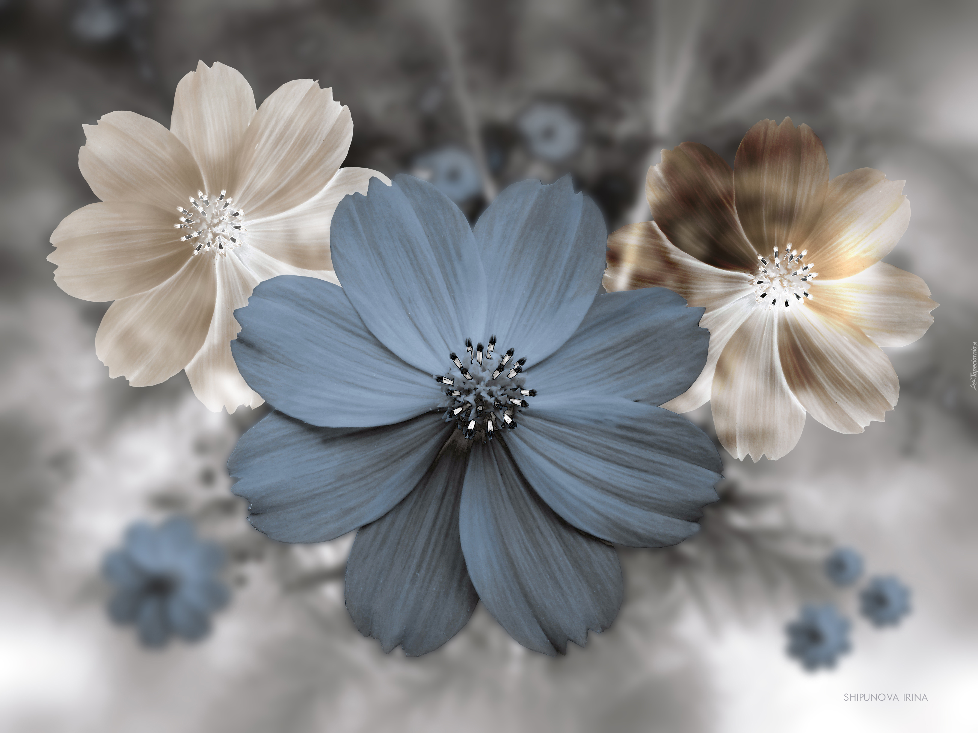Grafika 3D, Kwiaty, Kosmea