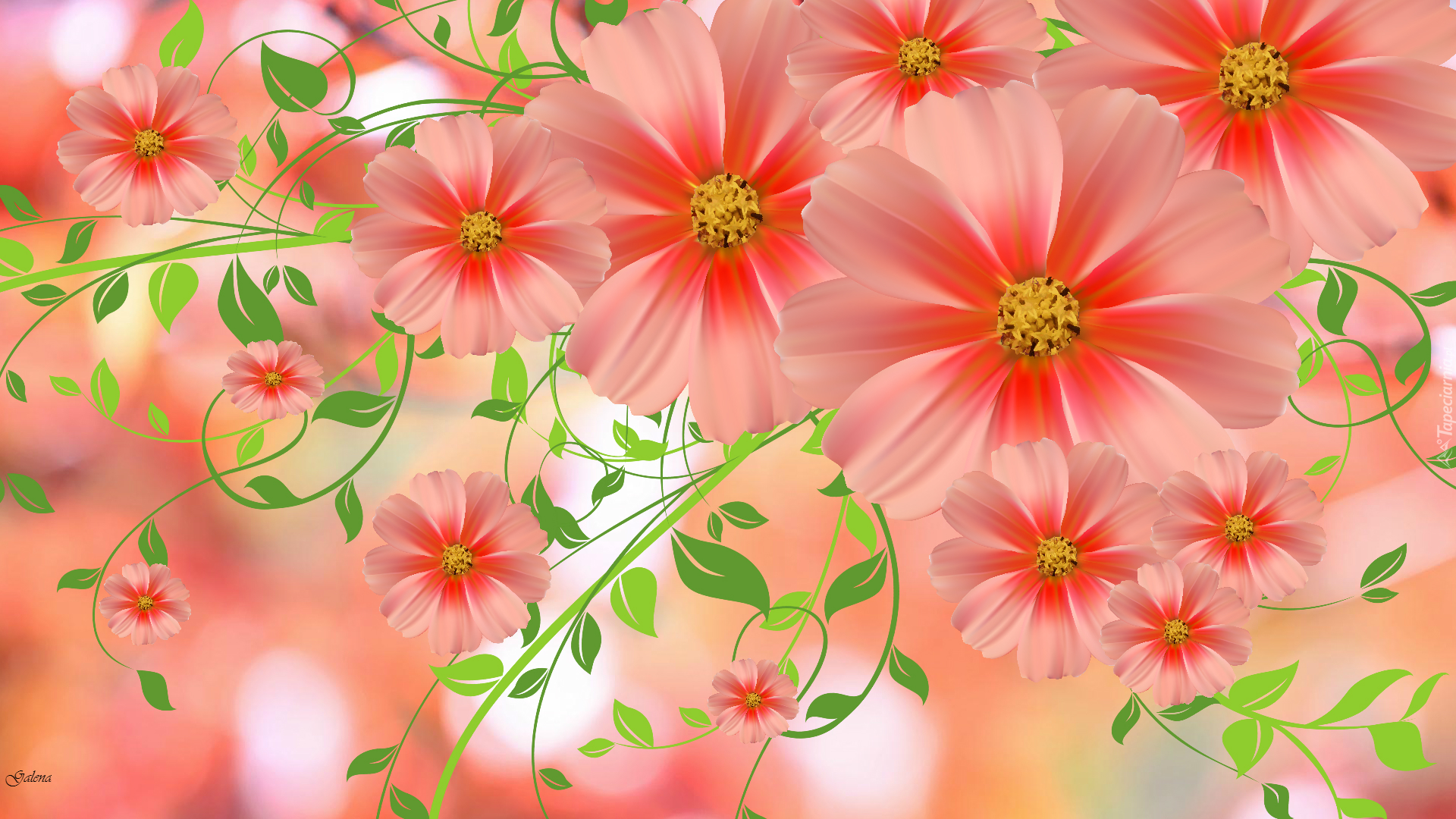 Kwiaty, Kosmea, Grafika 2D