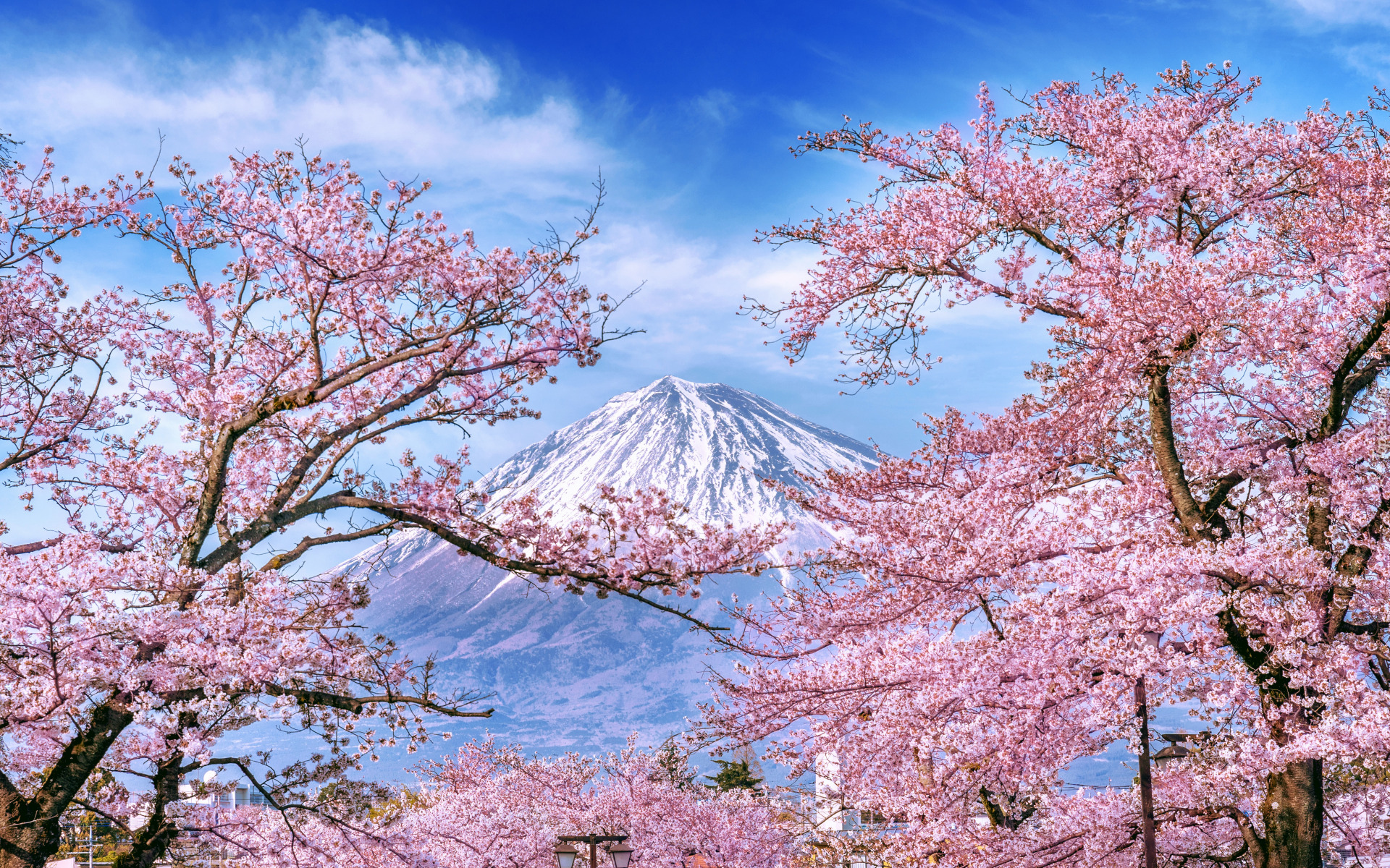 Wiosna, Drzewa, Kwiaty, Różowe, Wiśnia, Góra Fudżi, Japonia