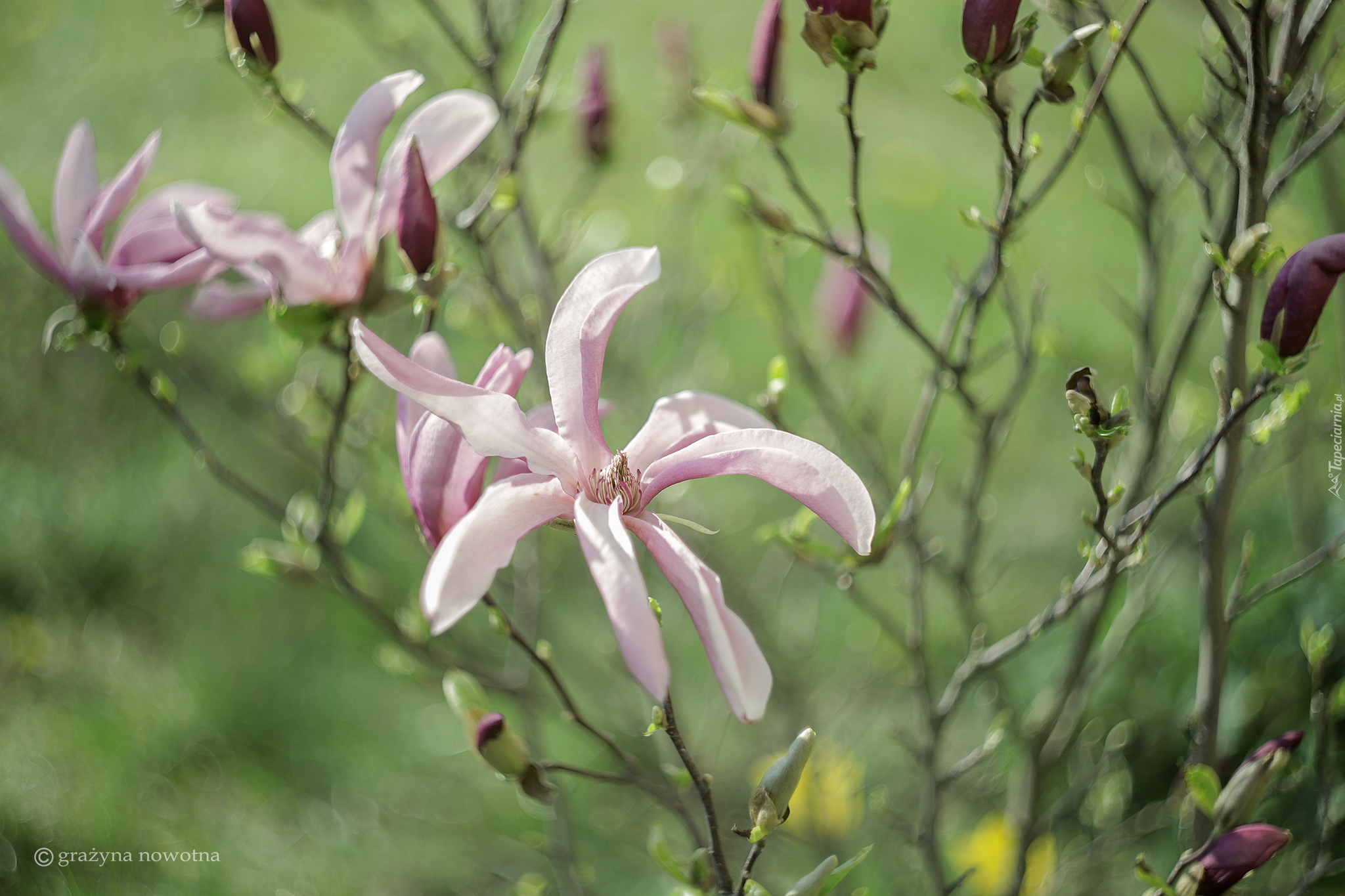 Magnolia, Różowe, Kwiaty, Gałązki