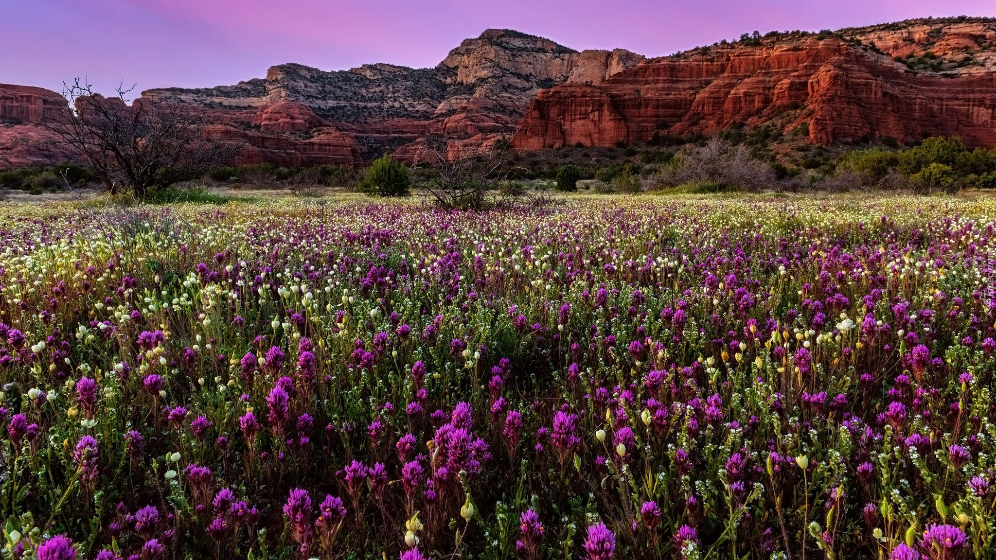 Kwiaty, Łąka, Góry, Sedona, Arizona, Stany Zjednoczone