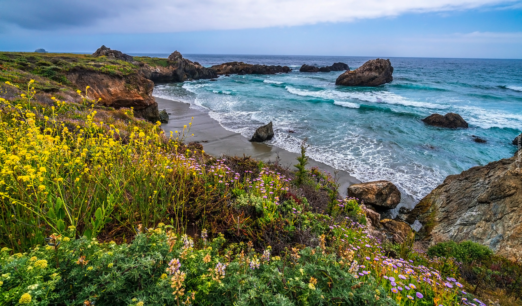 Morze, Skały, Kwiaty, Wybrzeże Big Sur, Kalifornia, Stany Zjednoczone