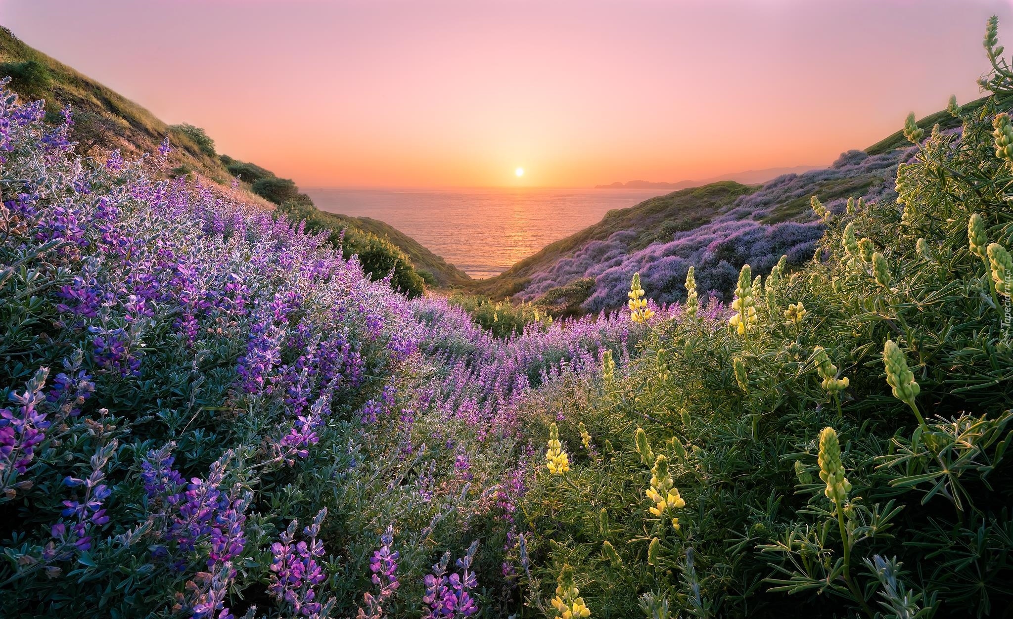 Stany Zjednoczone, Stan Kalifornia, San Francisco, Szlak Coastal Trail, Kwiaty, Łubin, Zachód słońca, Morze, Wzgórza