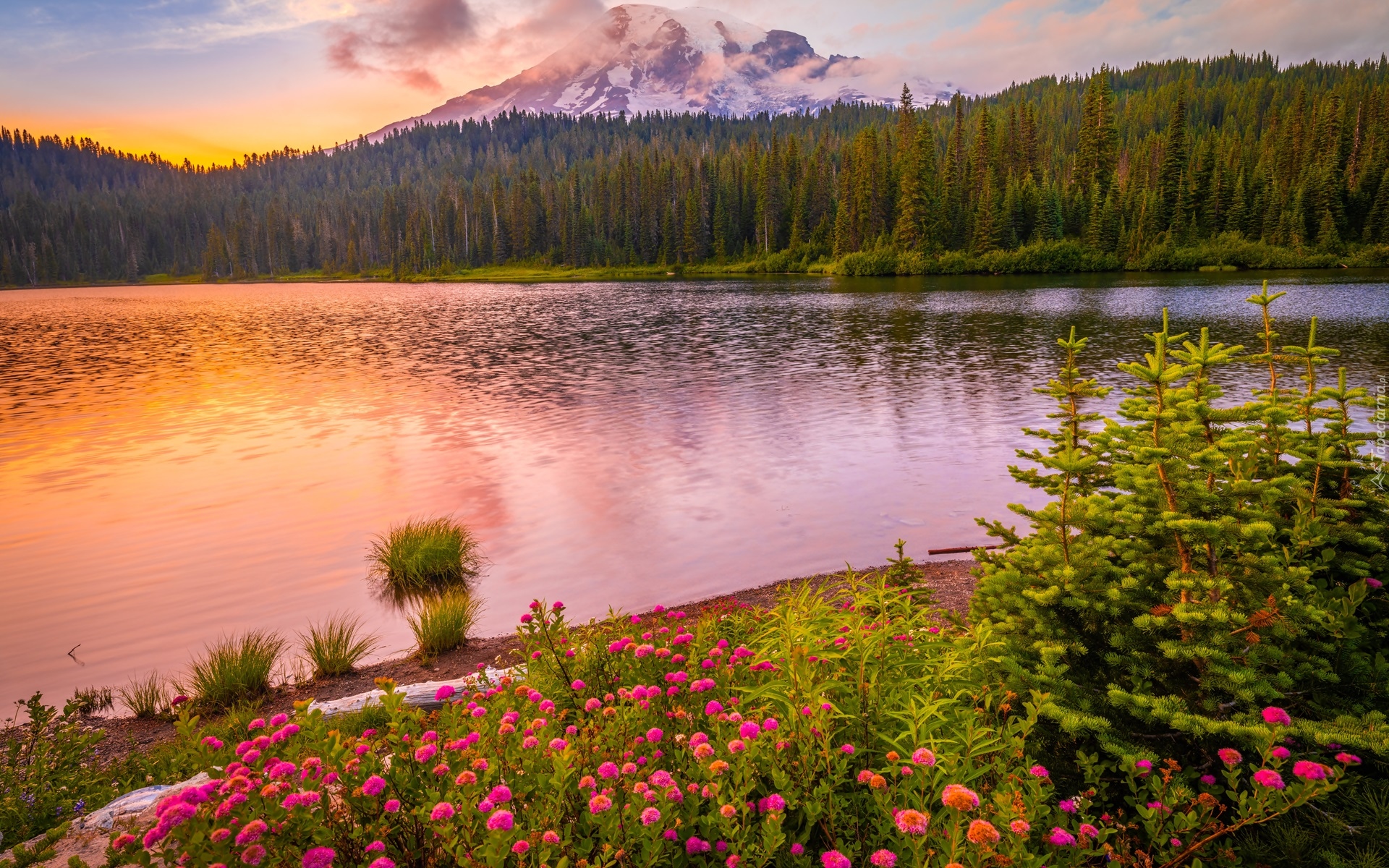 Park Narodowy Mount Rainier, Góra, Stratowulkan Mount Rainier, Jezioro, Drzewa, Kwiaty, Zachód słońca, Chmury, Stan Waszyngton, Stany Zjednoczone