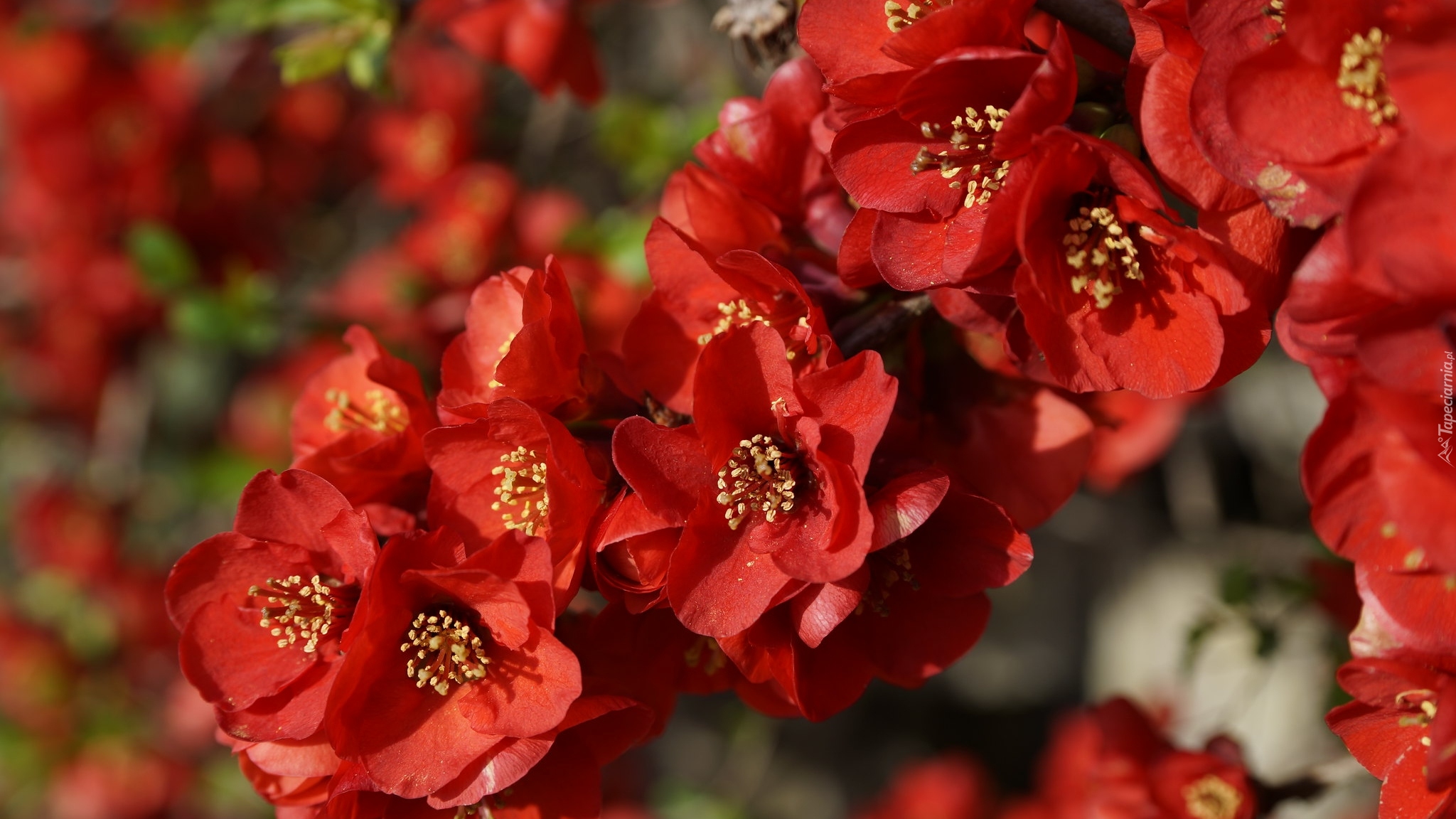 Roślina, Kwiaty, Czerwone, Pigwowiec japoński