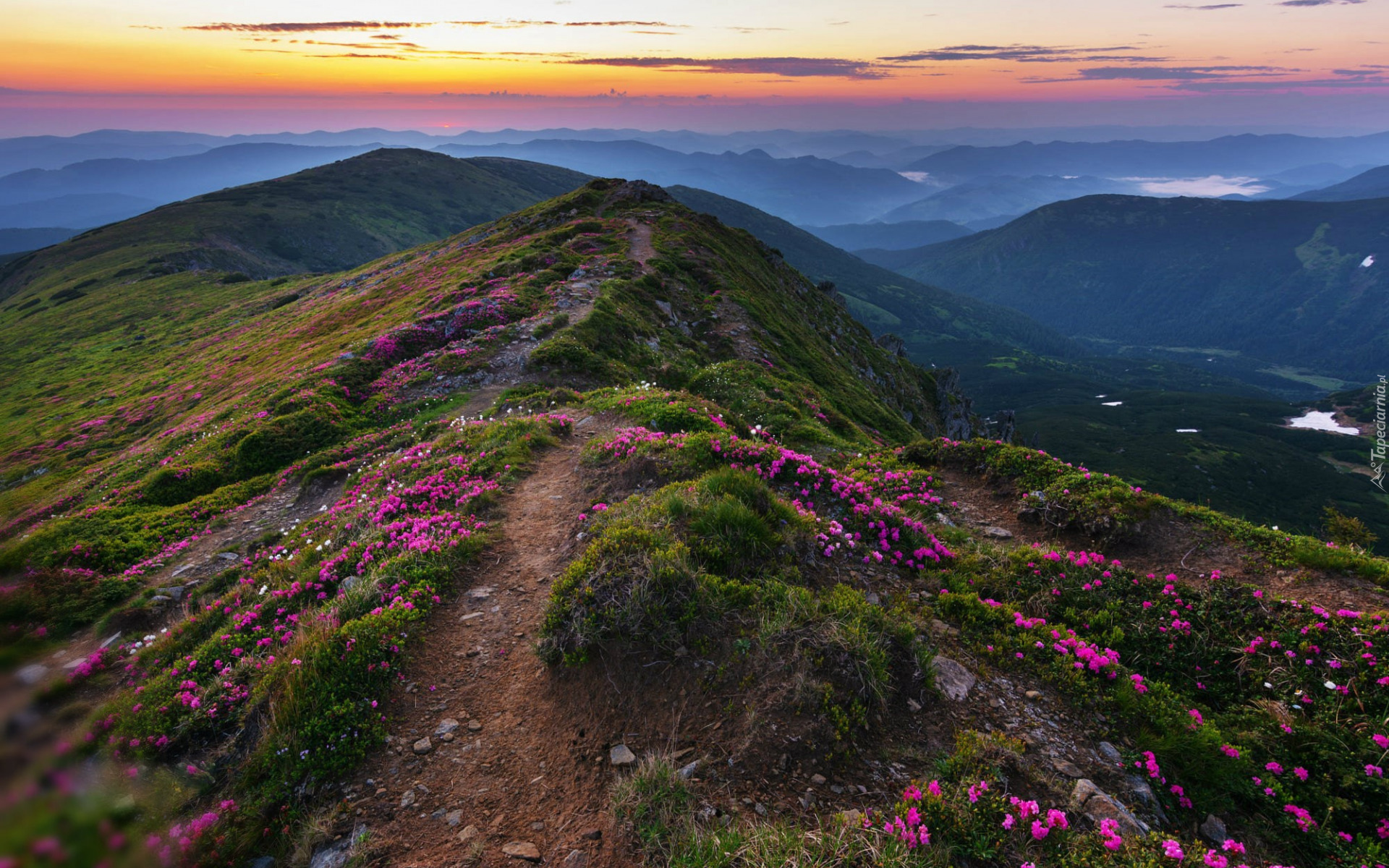 Góry, Ścieżka, Kwiaty, Roślinność, Zachód słońca