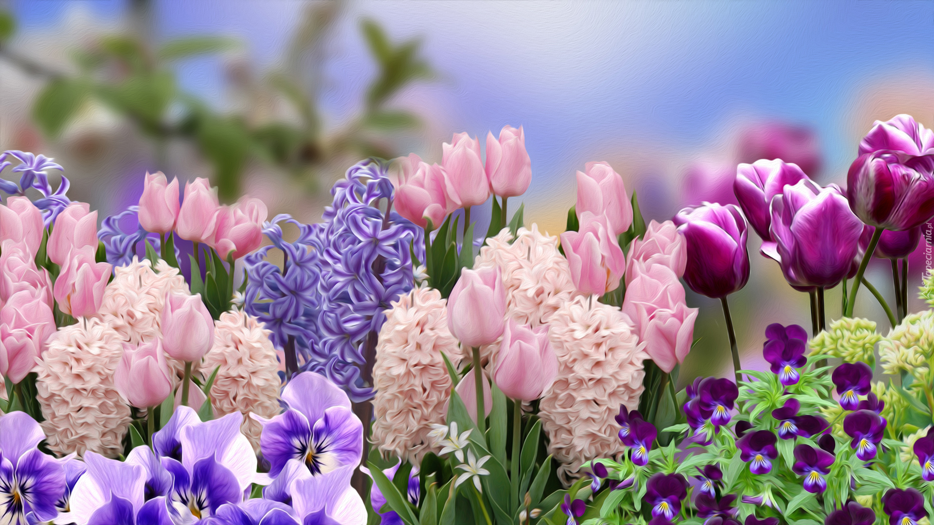 Kwiaty, Tulipany, Hiacynty, Bratki, Grafika