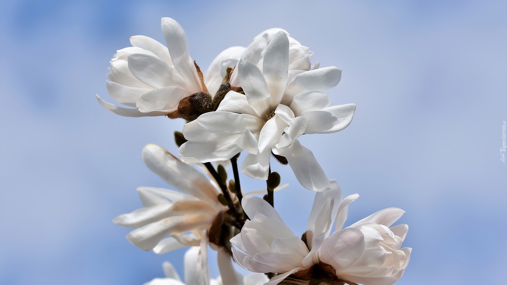 Kwitnąca, Magnolia, Białe, Kwiaty