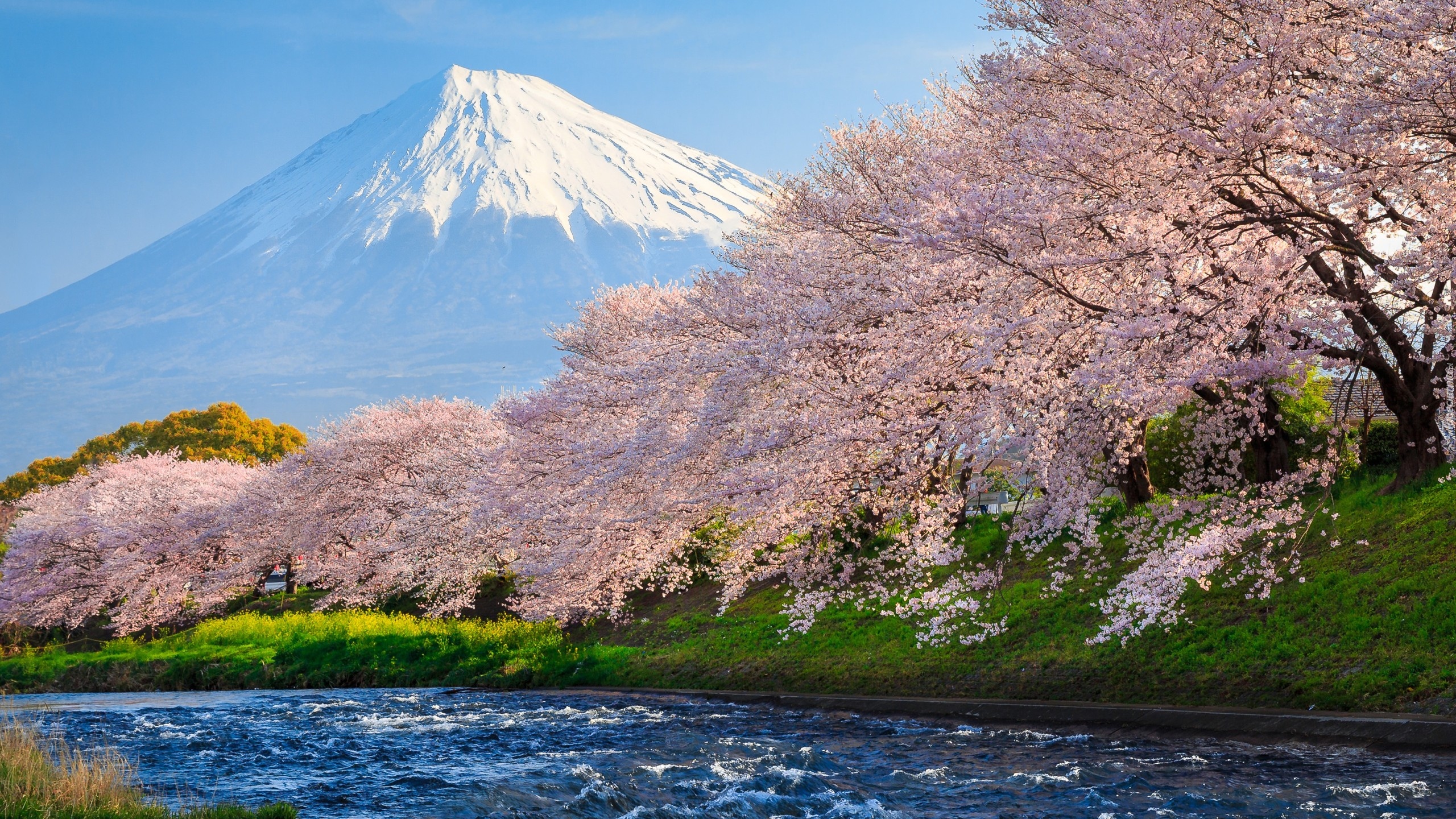 Wiosna, Okwiecone, Drzewa, Rzeka, Stratowulkan Fudżi, Góra, Mount Fuji, Japonia