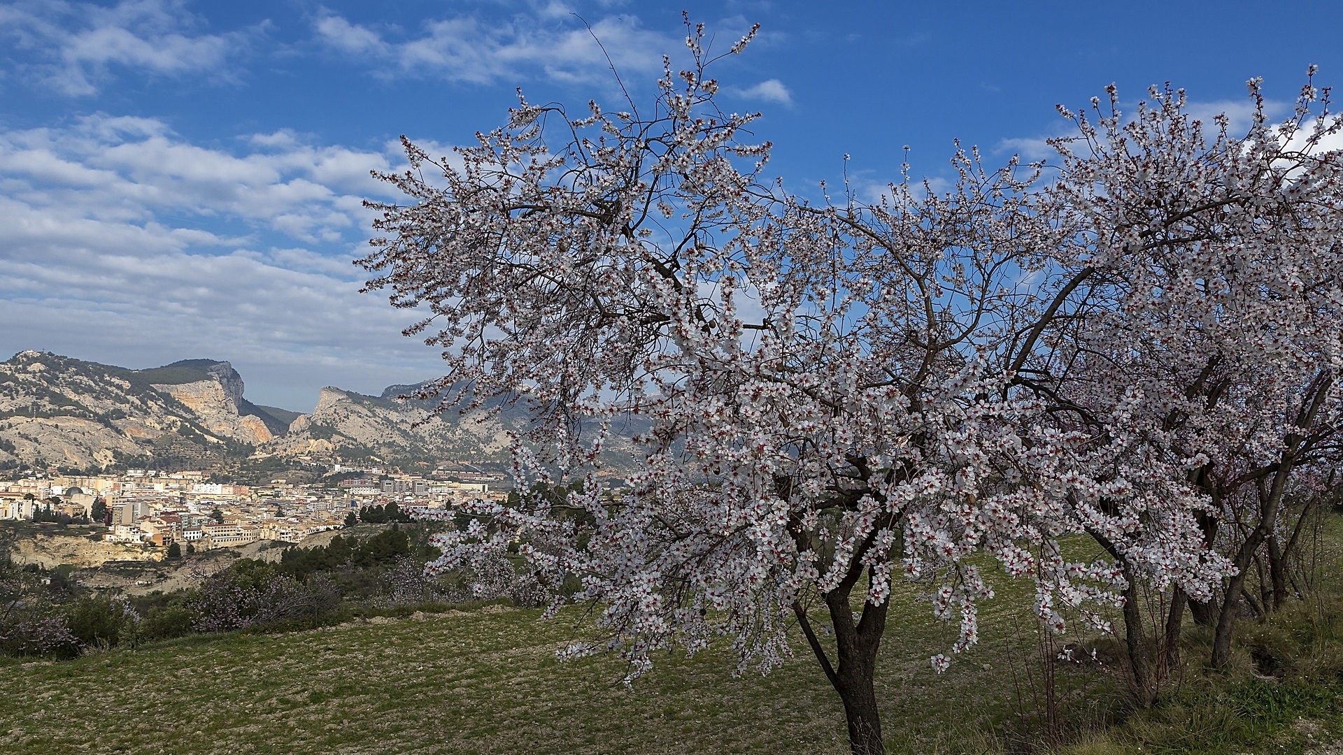 Kwitnące, Drzewo owocowe, Góry, Dolina, Miasto, Domy, Wiosna