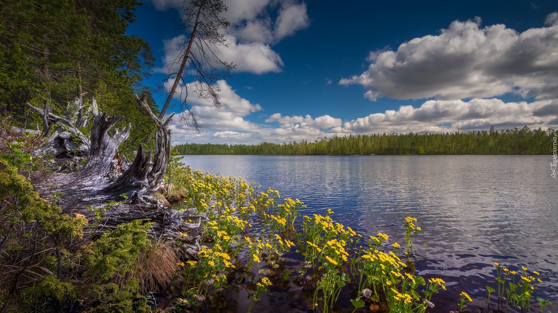 Finlandia, Region Kainuu, Park Narodowy Hossa, Jezioro, Chmury, Drzewa, Żółte, Kwiaty, Kaczeńce