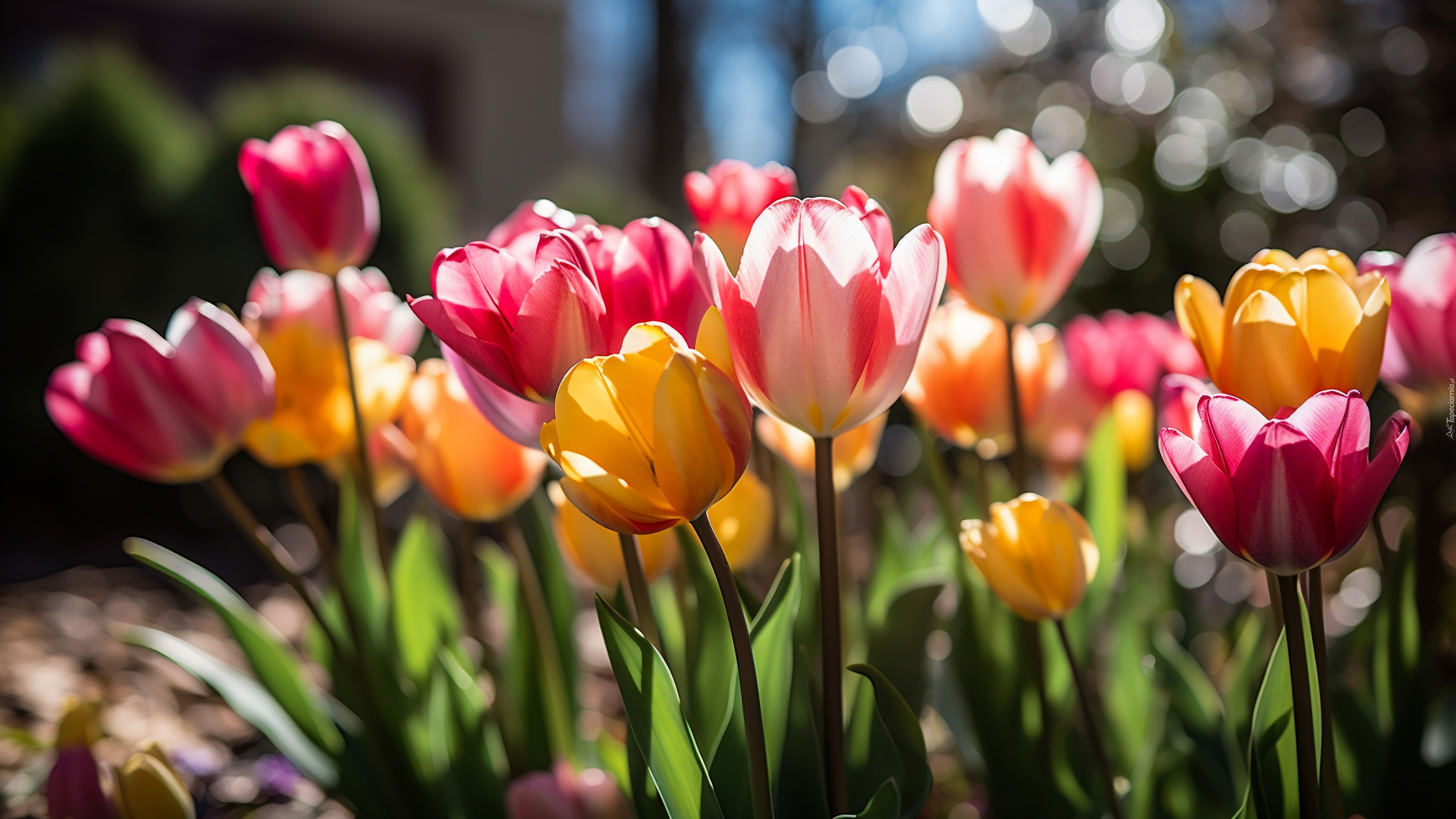 Tulipany, Kolorowe, Kwiaty, Rozświetlone