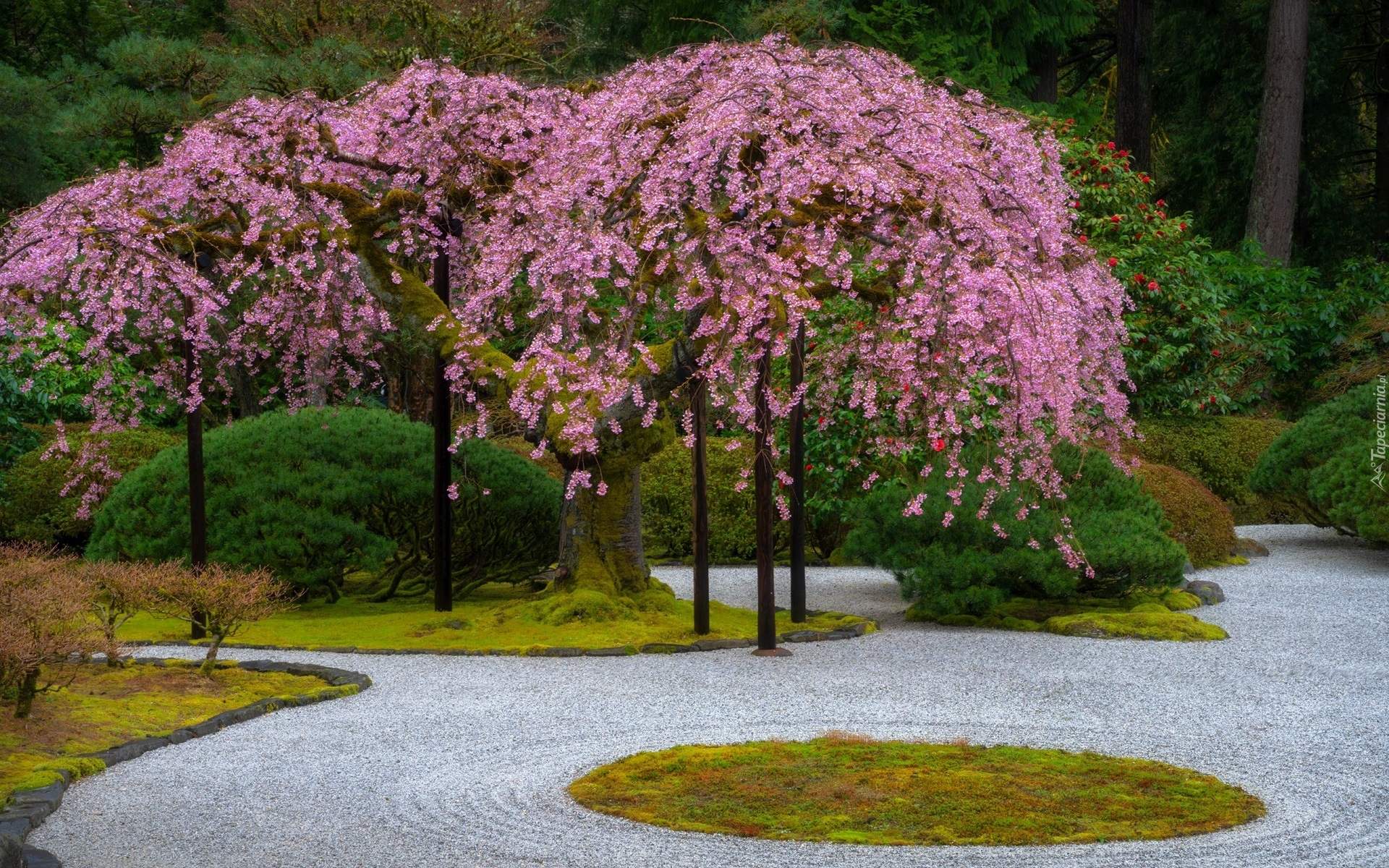 Stany Zjednoczone, Oregon, Portland, Ogród japoński, Kwitnące, Drzewa, Roślinność, Wiosna