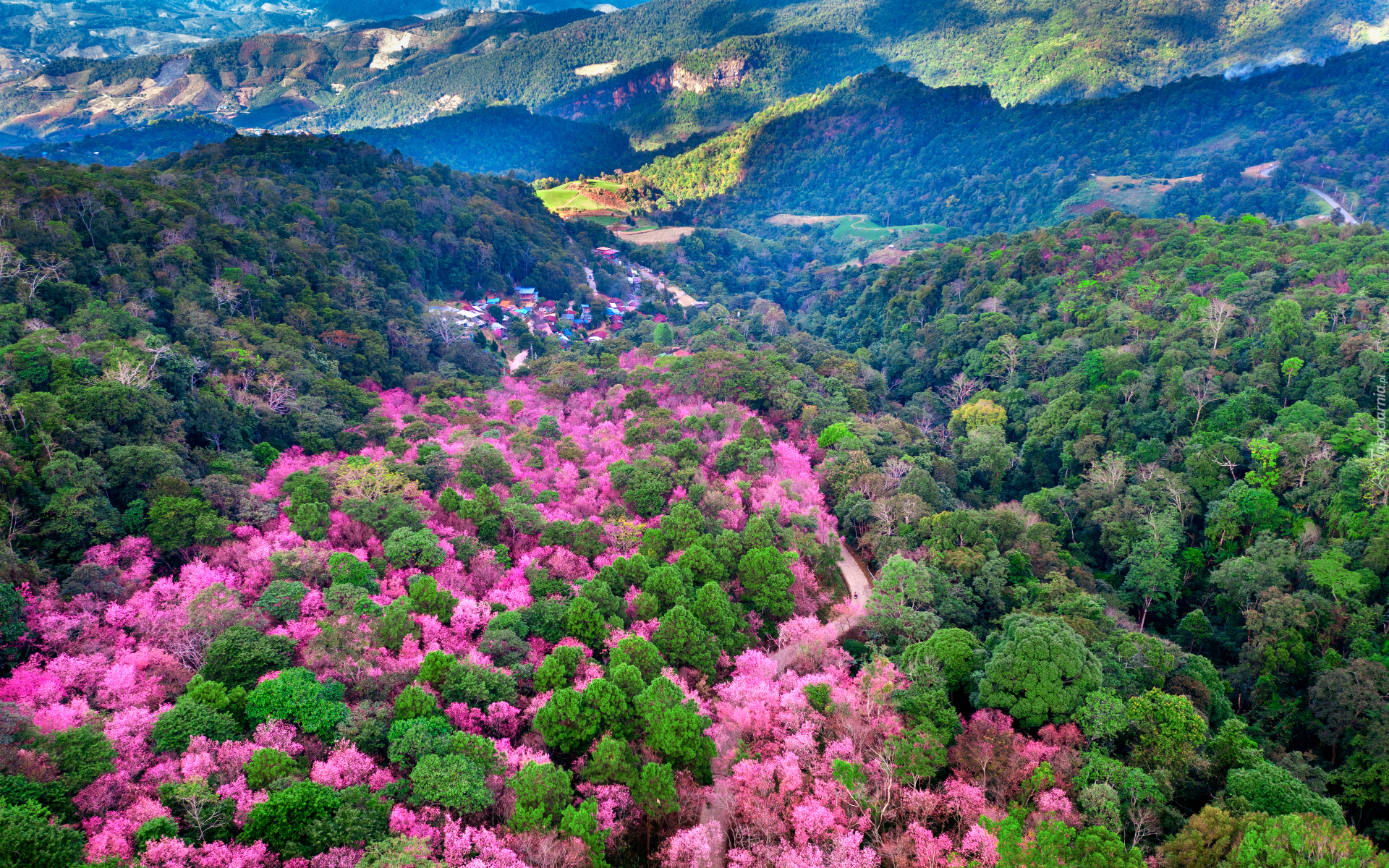 Z lotu ptaka, Góry Phu Chi Fa, Park Narodowy Phu Chi Fa Forest, Drzewa, Wiśnie, Chiang Rai, Tajlandia