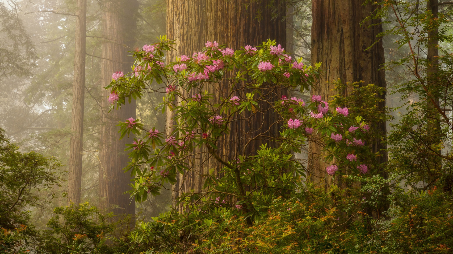 Park Narodowy Redwood, Różanecznik, Las, Drzewa, Kalifornia, Stany Zjednoczone