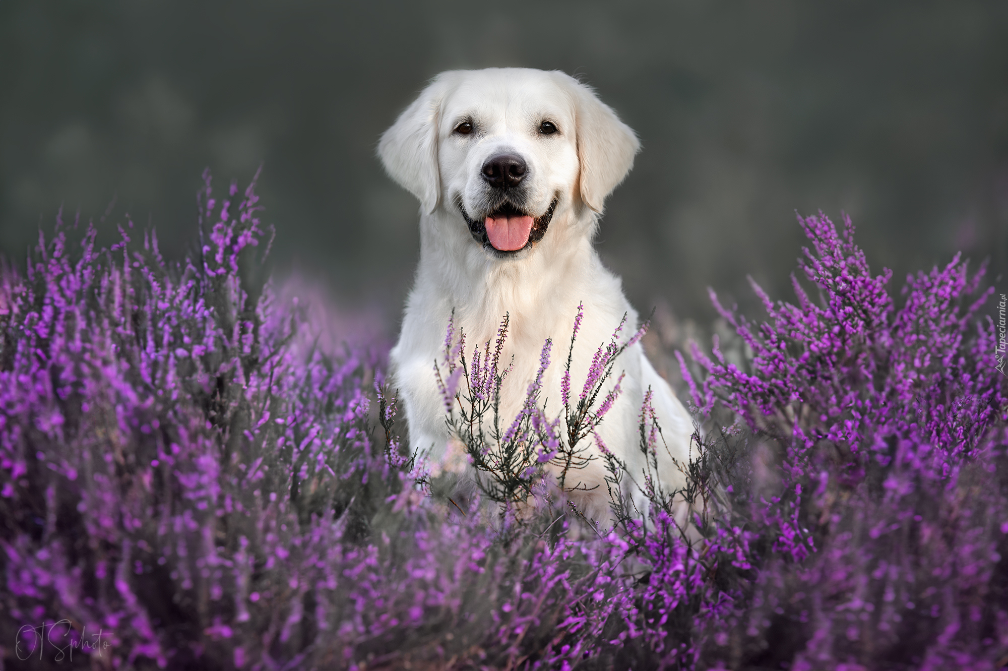Biały, Pies, Labrador retriever, Wrzosy