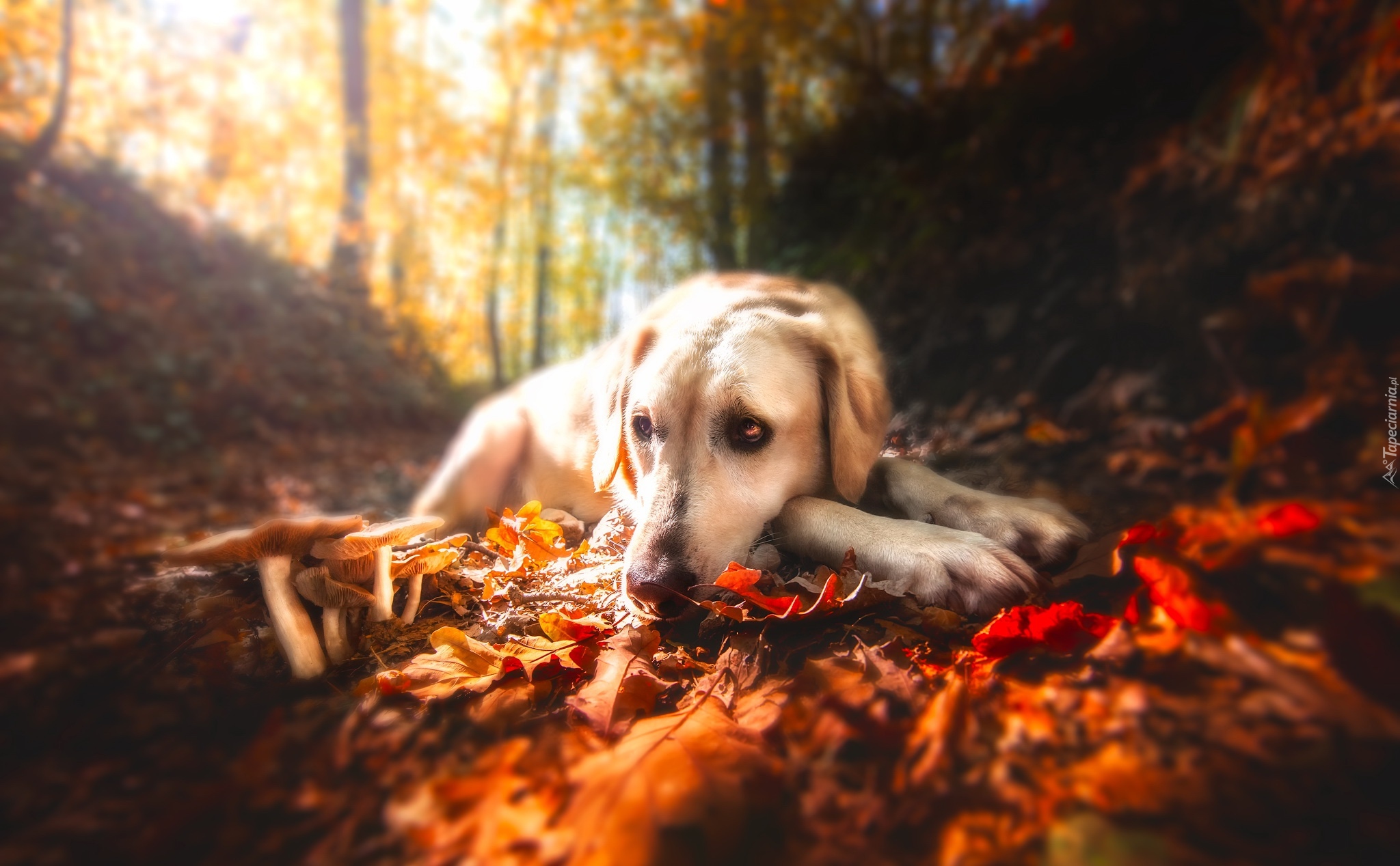 Pies, Labrador retriever, Liście, Jesień, Las