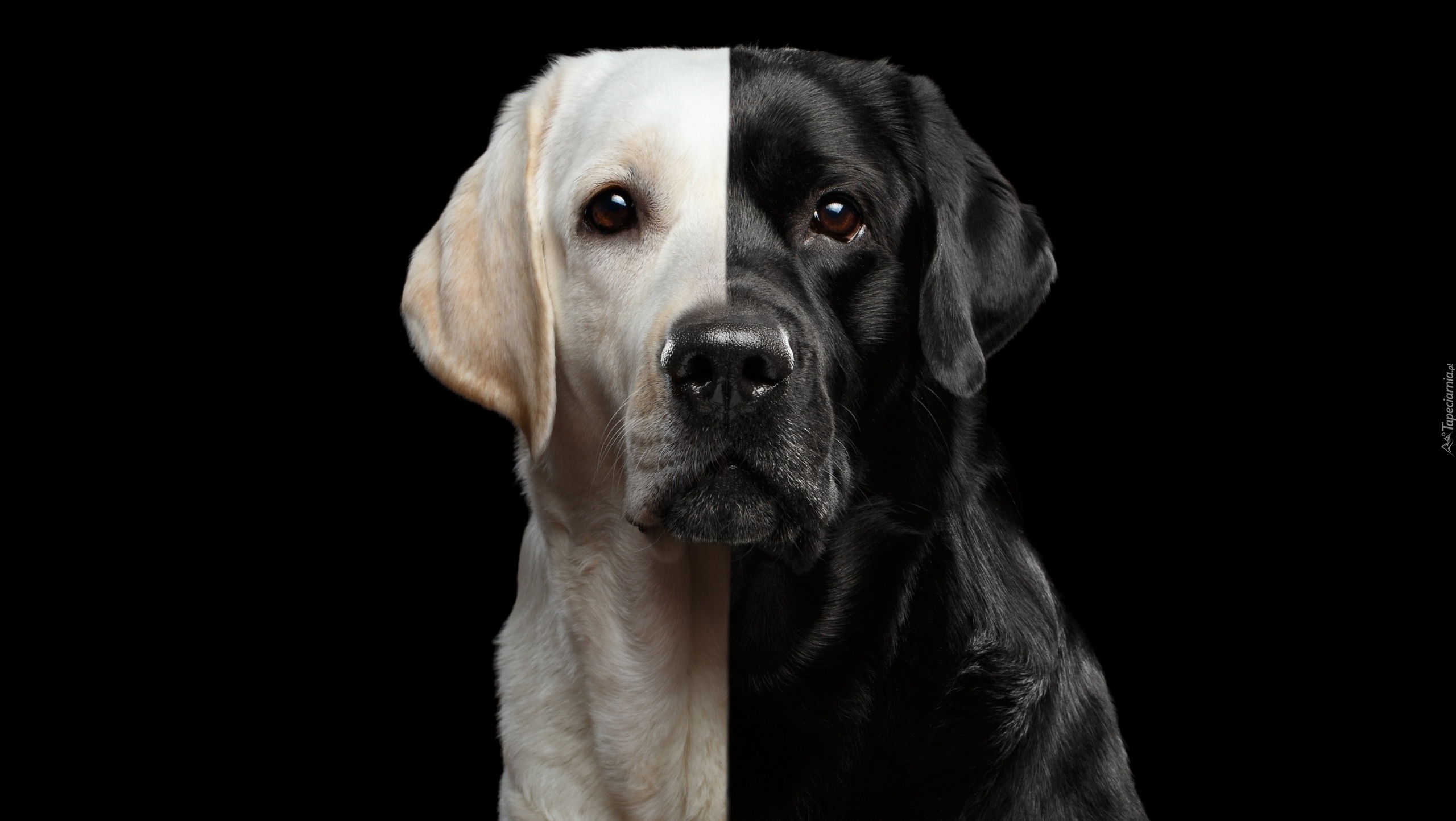 Pies, Labrador retriever, Czarno-biały, Ciemne, Tło