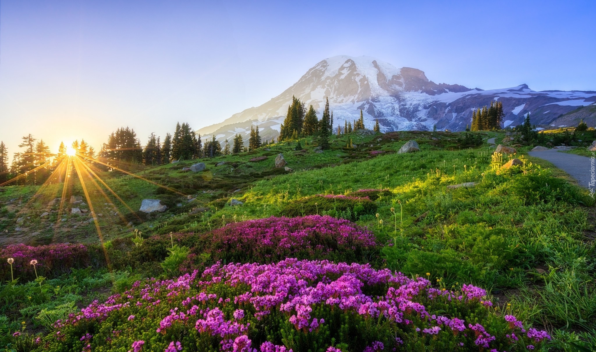 Park Narodowy Mount Rainier, Góra, Szczyt Mount Rainier, Stan Waszyngton, Stany Zjednoczone, Kwiaty, Łąka, Promienie słońca