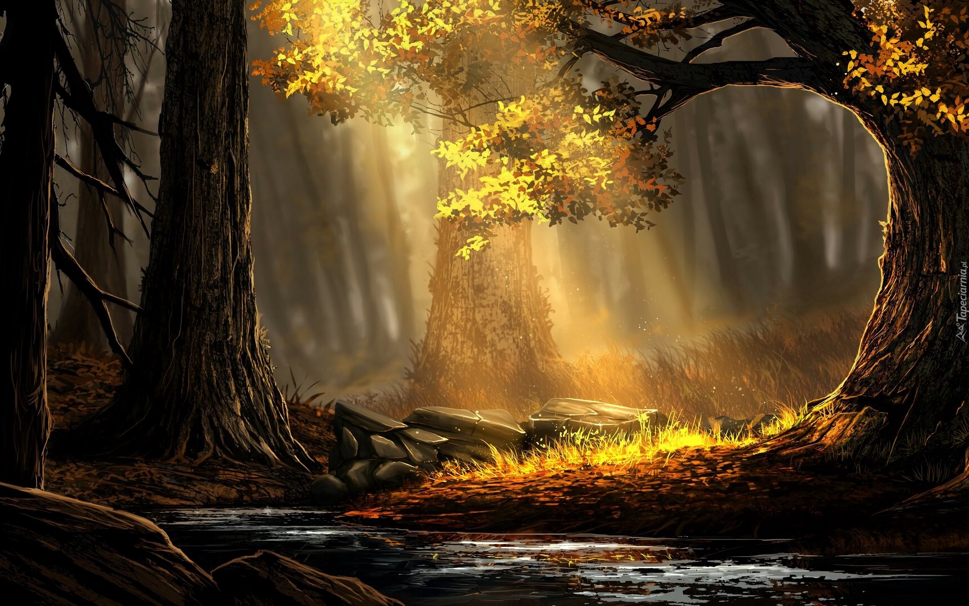 Las, Drzewa, Rzeka, Kamienie, Przebijające światło, 2D