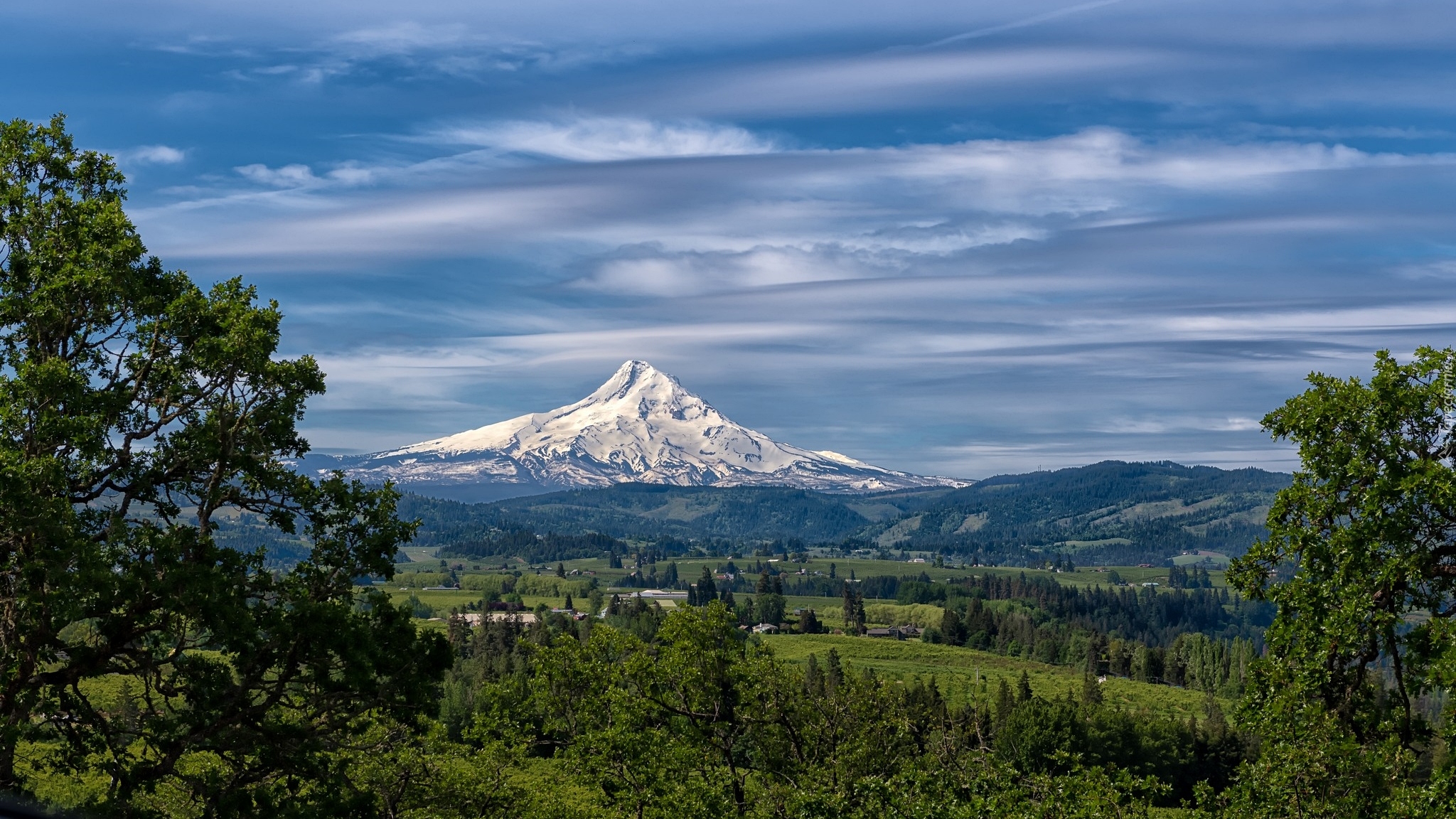 Stany Zjednoczone, Stan Oregon, Góra, Stratowulkan, Mount Hood, Drzewa