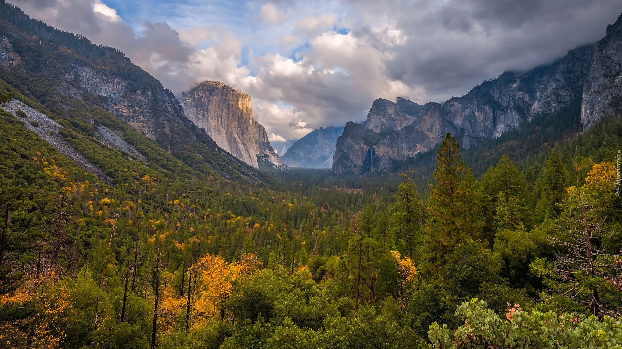 Park Narodowy Yosemite, Kalifornia, Stany Zjednoczone, Drzewa, Góry