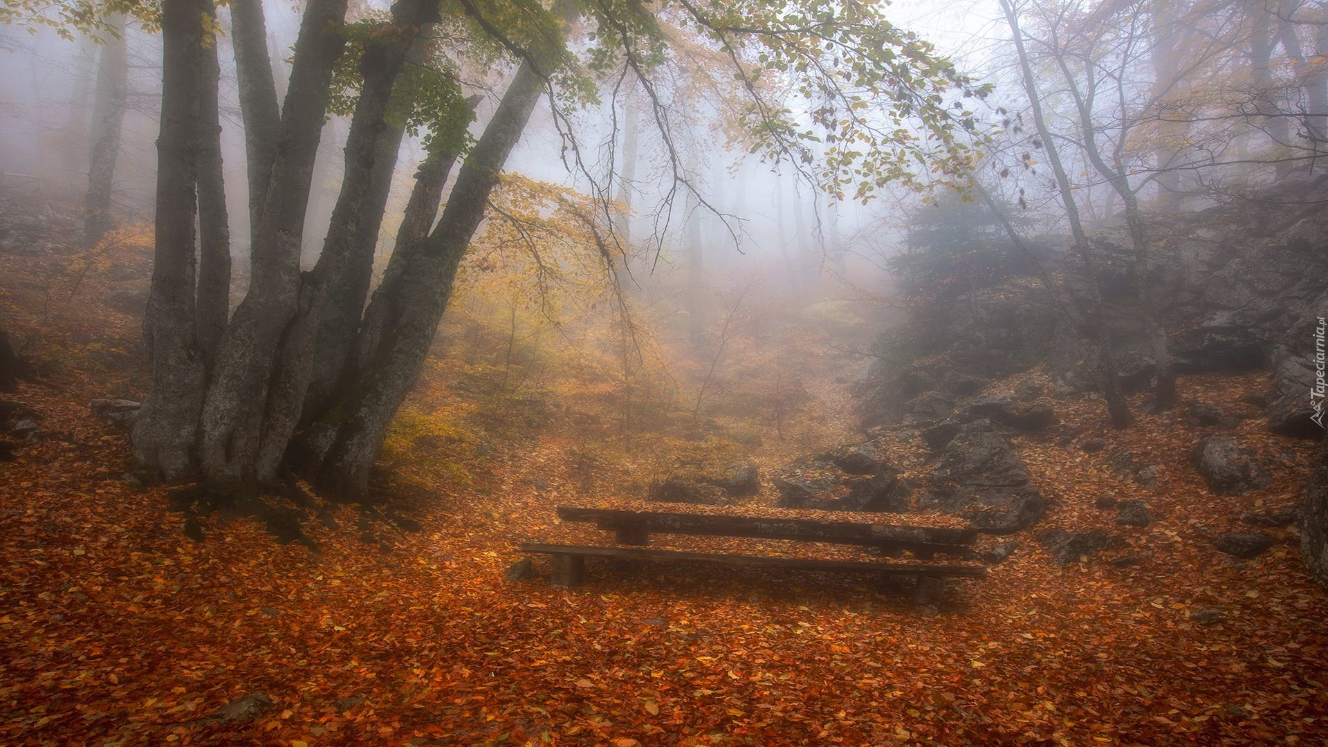 Jesień, Drzewa, Liście, Mgła, Ławeczka