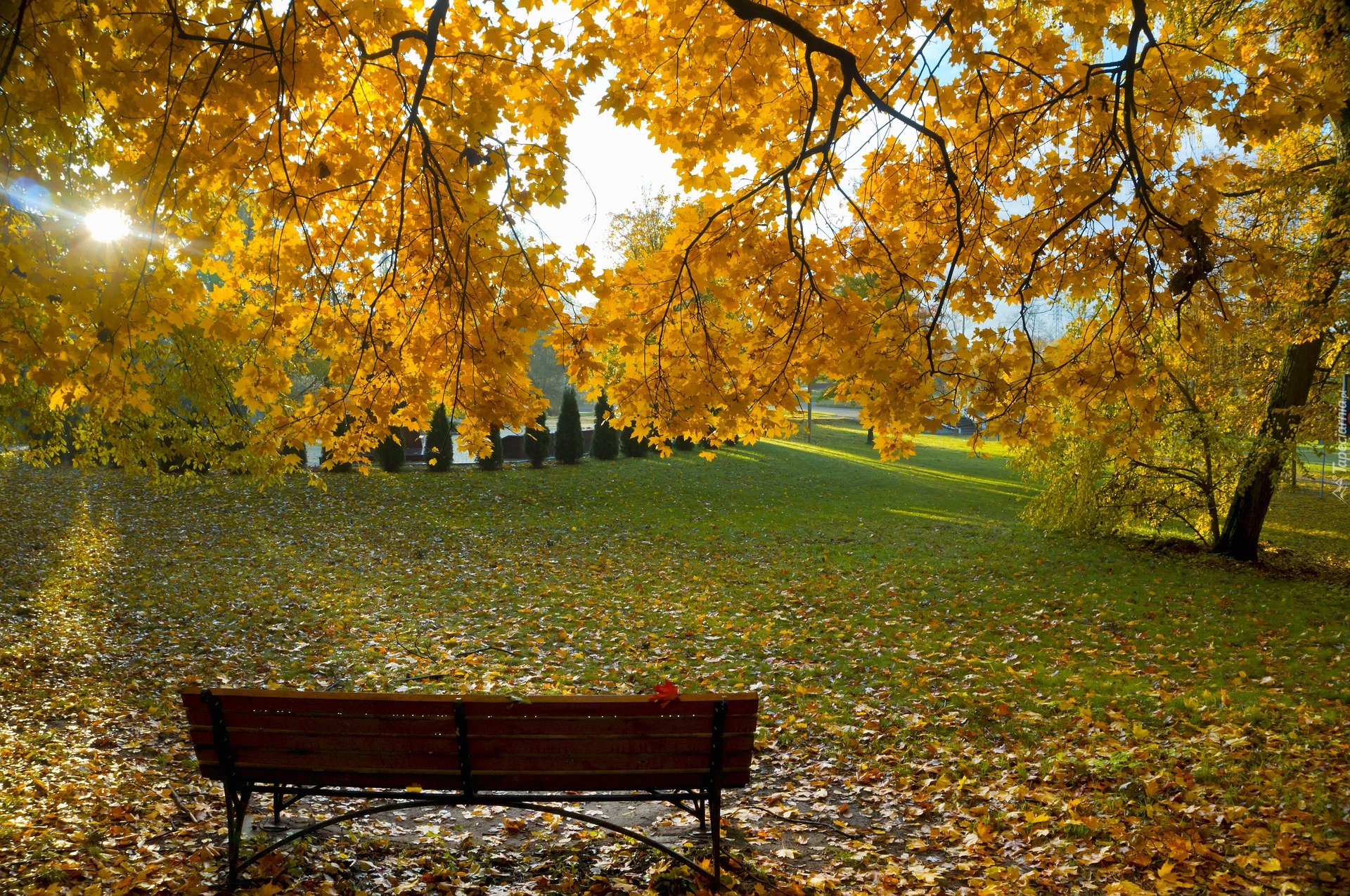 Jesień, Park, Ławka, Drzewo, Żółte, Liście, Promienie słońca