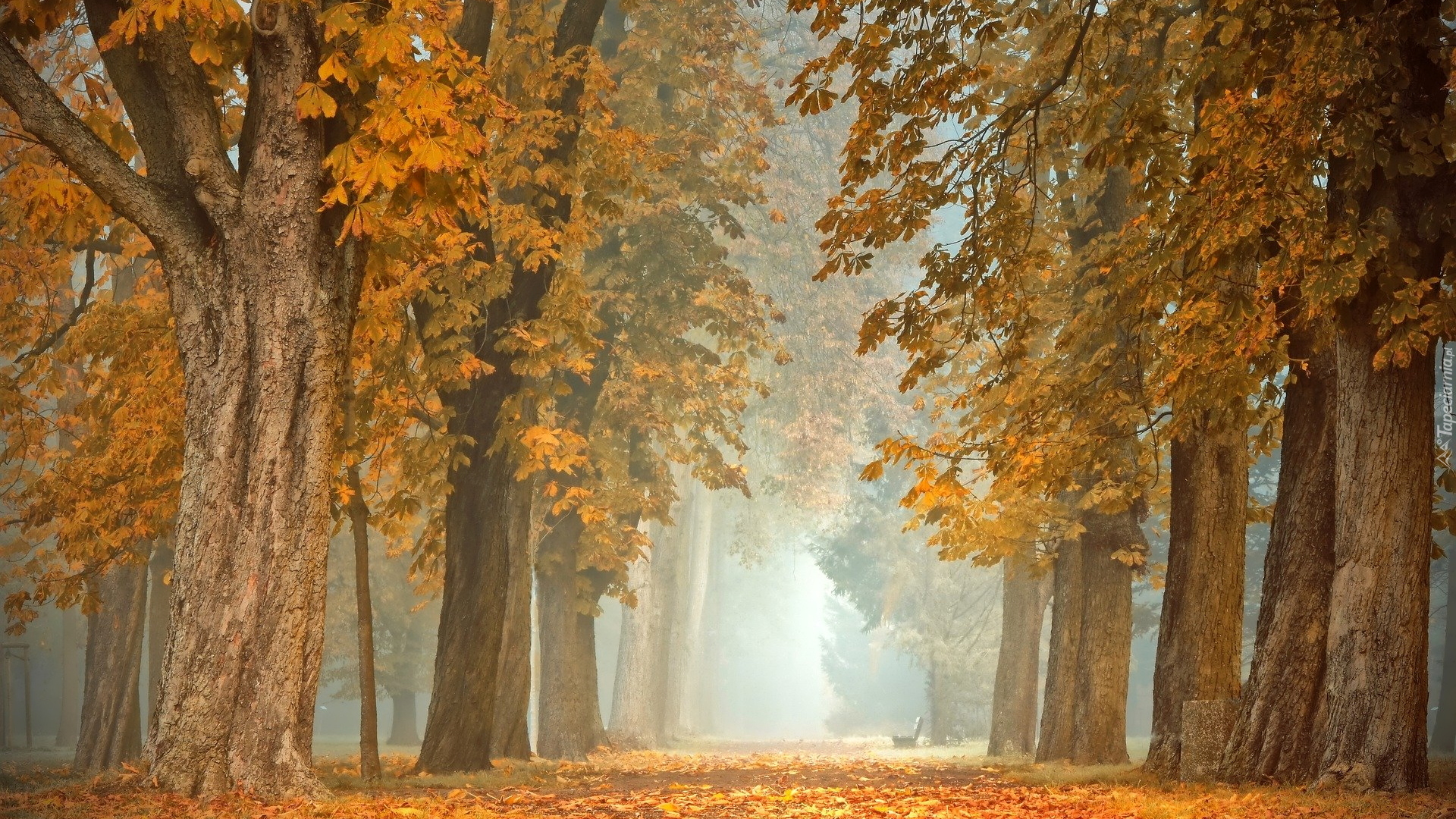 Jesień, Park, Droga, Drzewa, Kasztanowce, Mgła