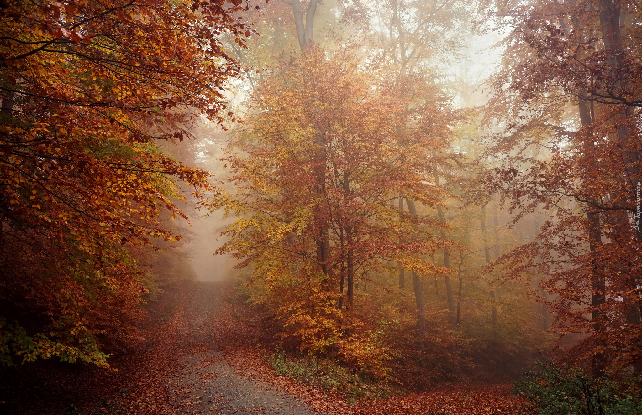 Jesień, Droga, Las, Drzewa, Mgła