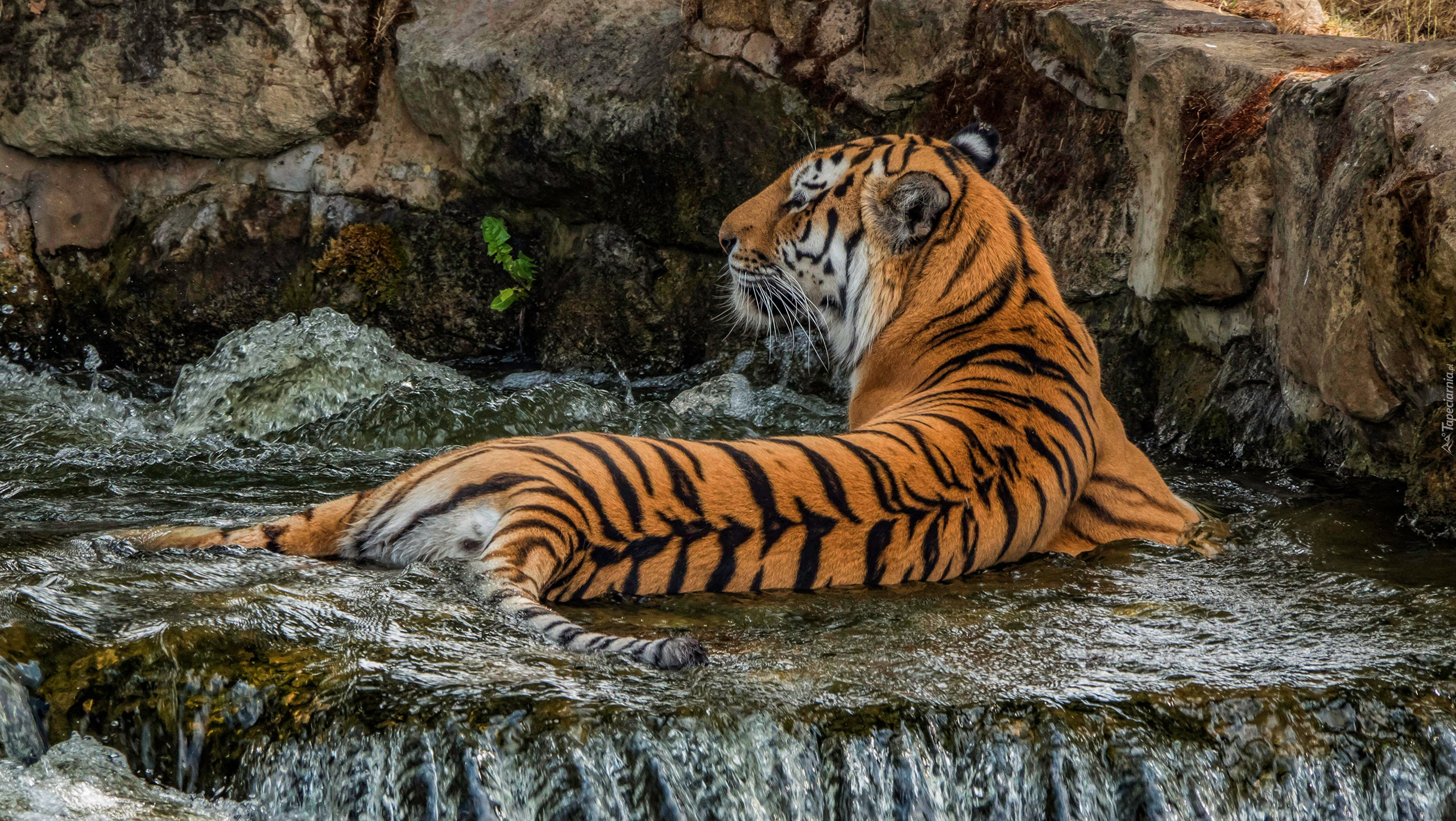 Leżący, Tygrys, Woda