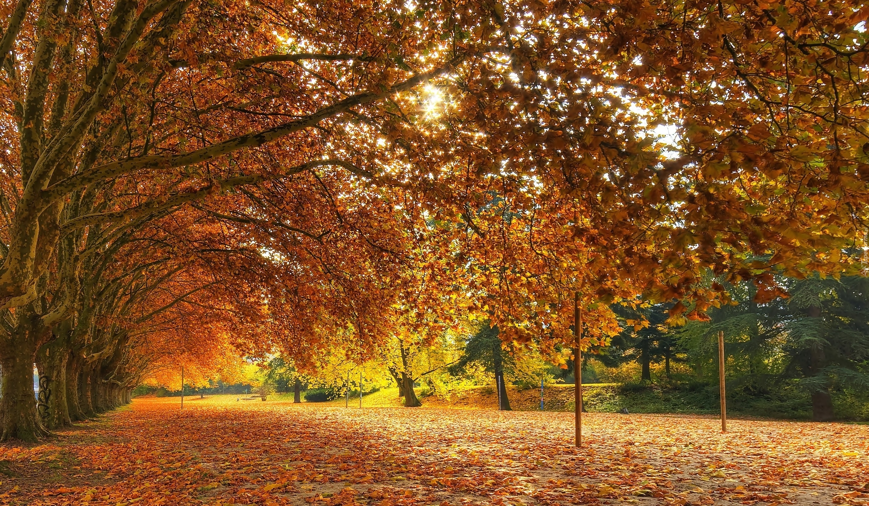 Park, Jesień, Liście, Drzewa