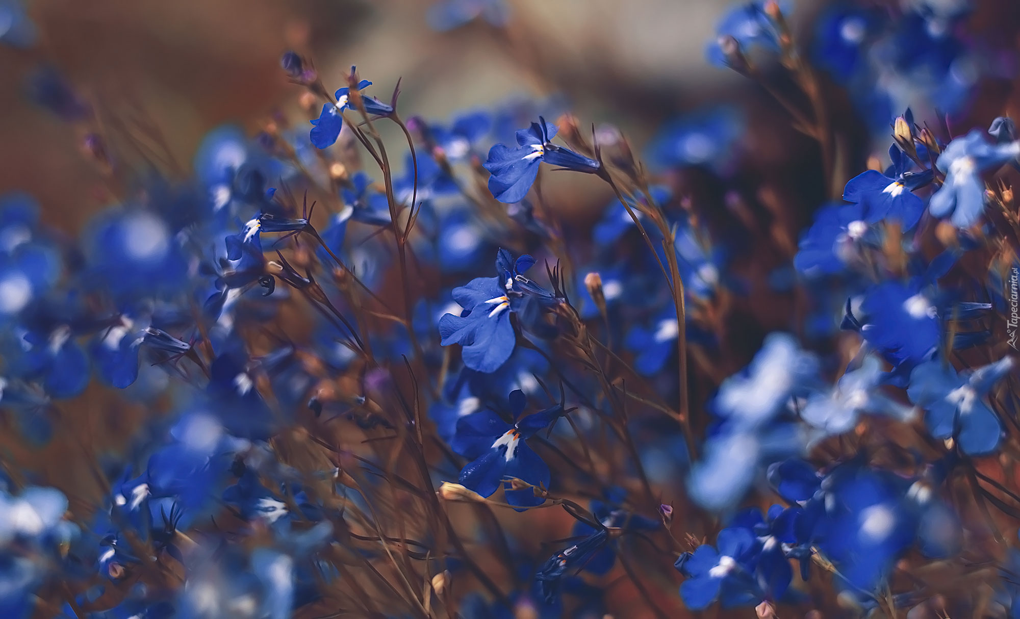 Niebieskie, Kwiaty, Lobelia